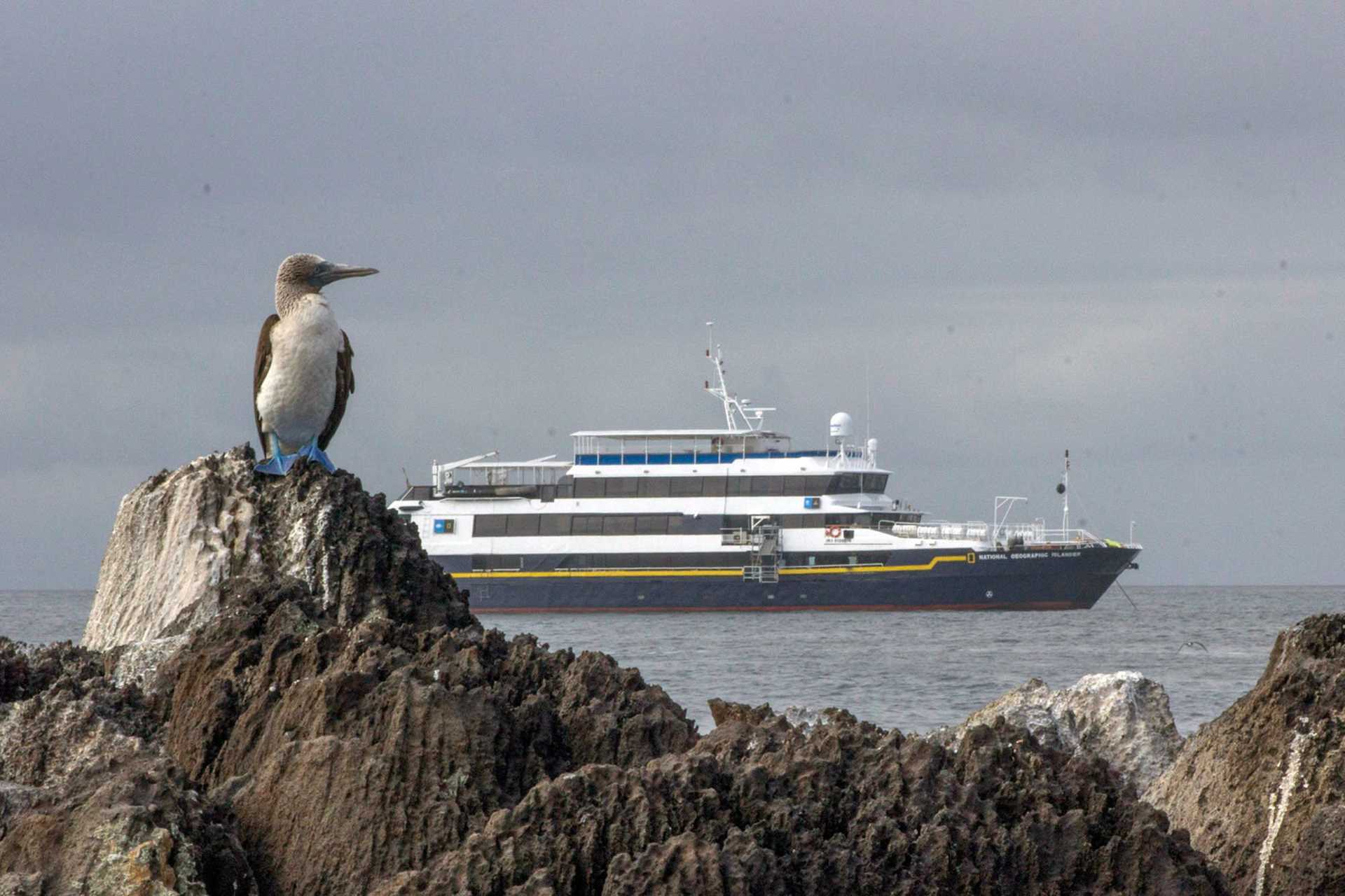 blue-footed booby and ship