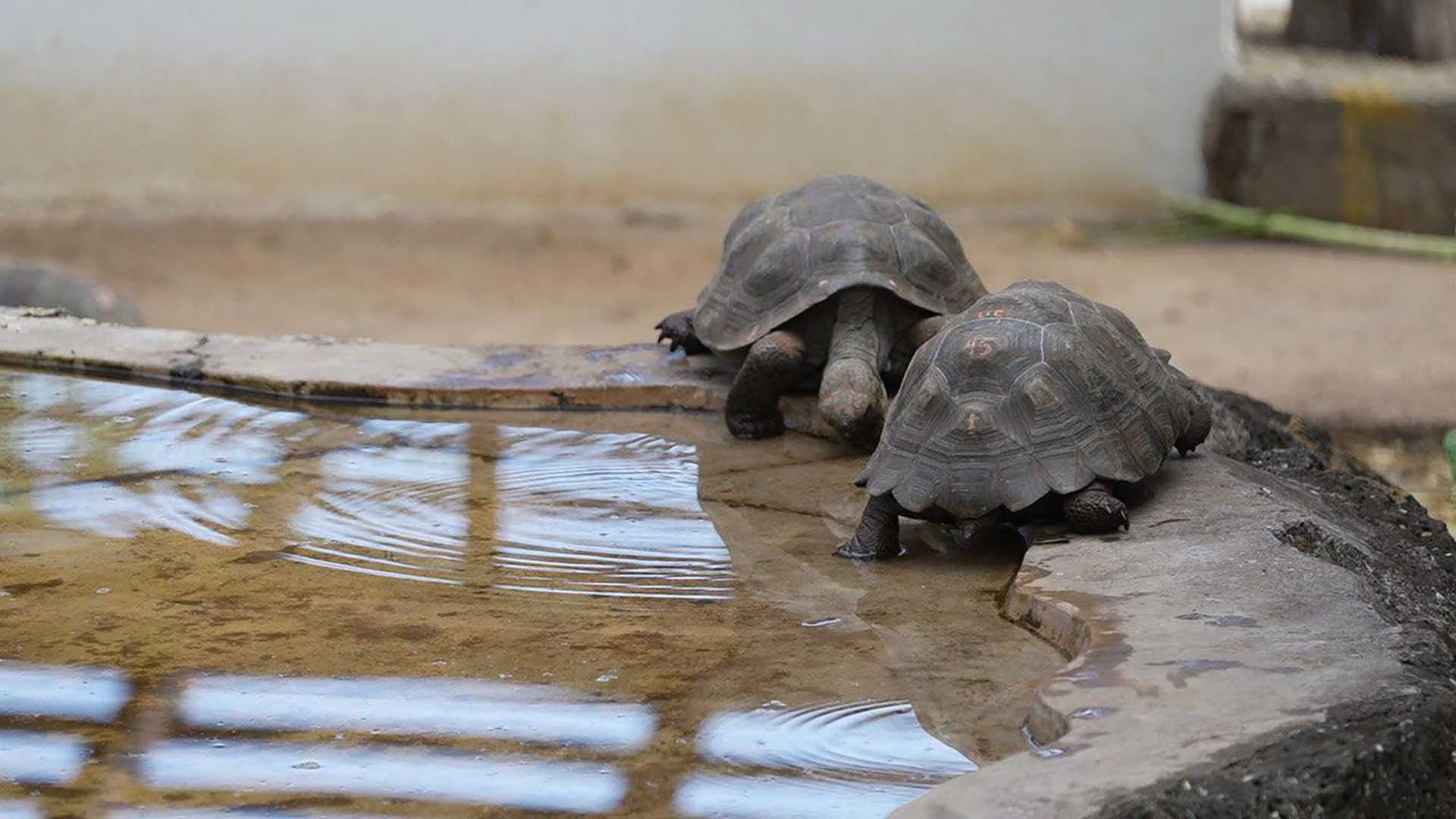 two baby tortoises drinking water