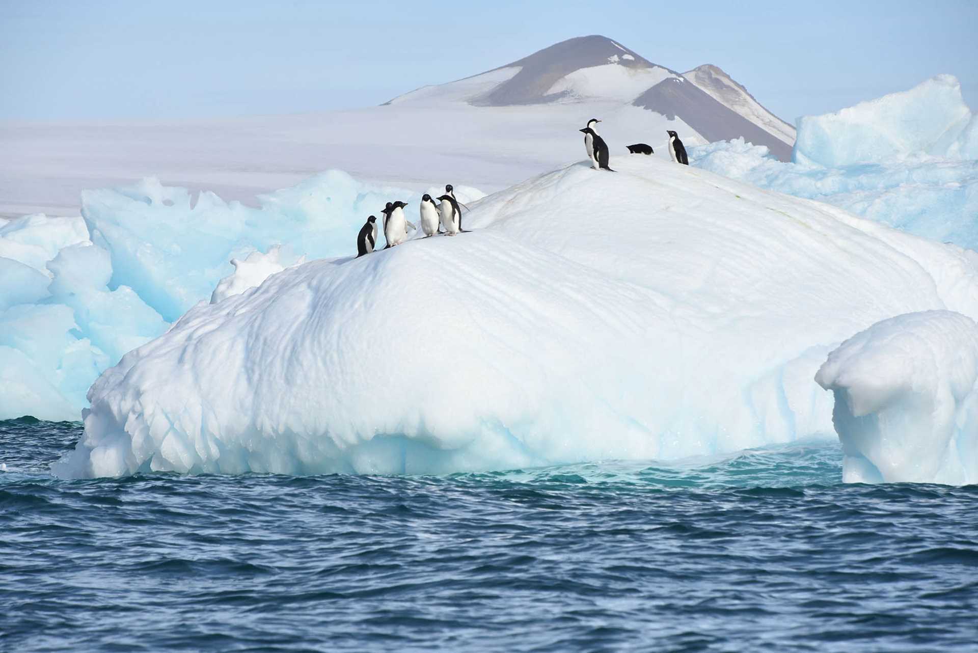 penguins on a large piece of ice
