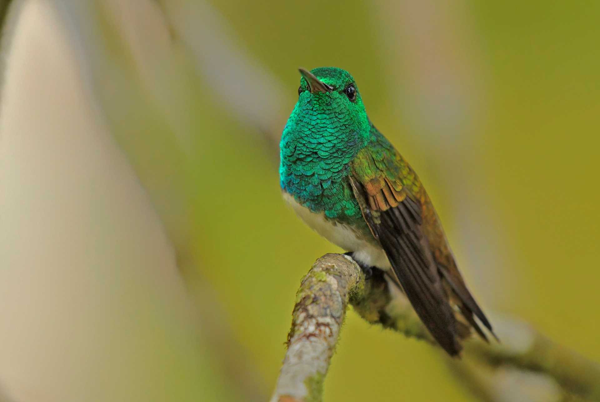 Snowy-bellied Hummingbird.