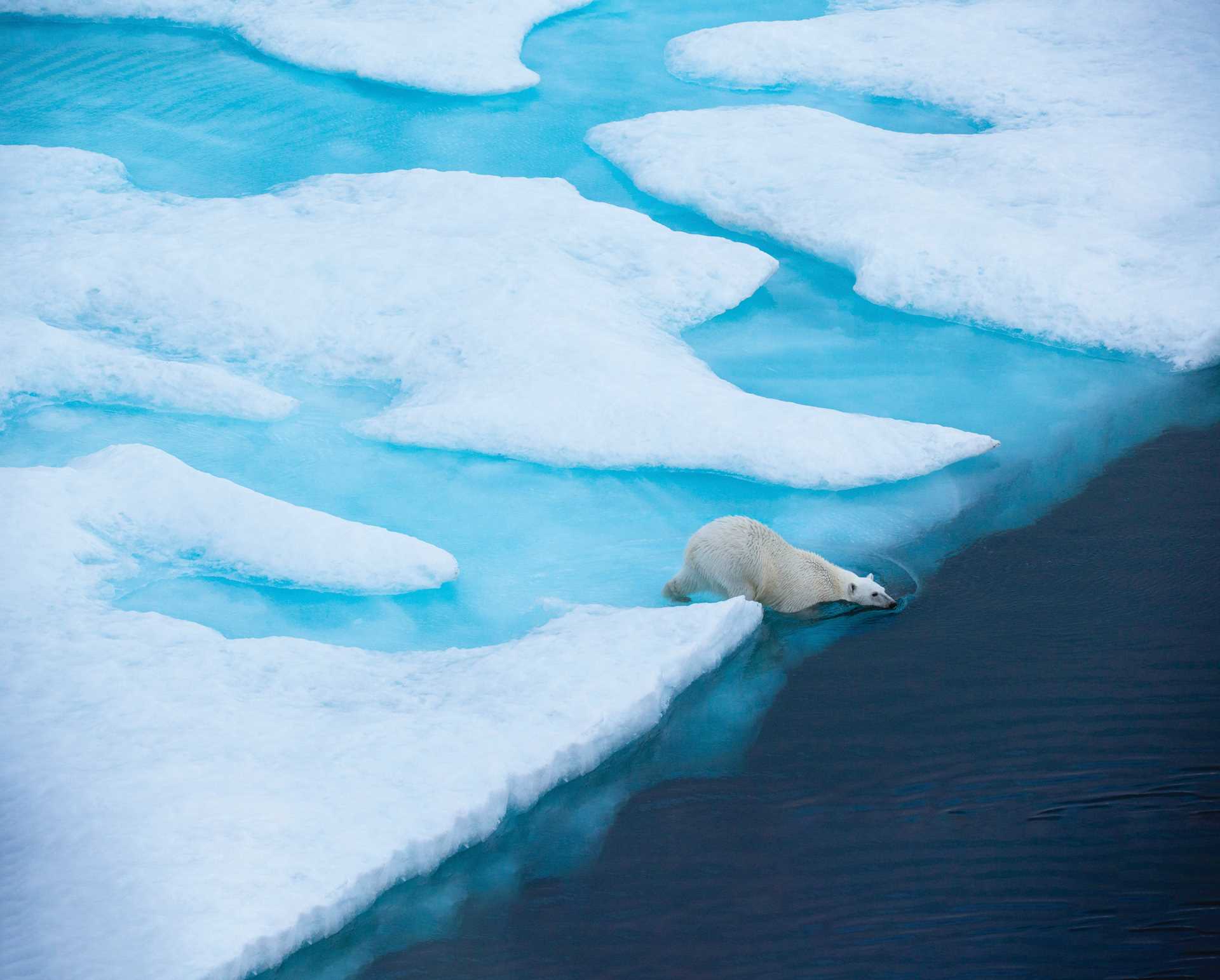 An aerial view of a polar bear leaning over the pack ice edge into the water in Baffin Island, Nunavut, Canada