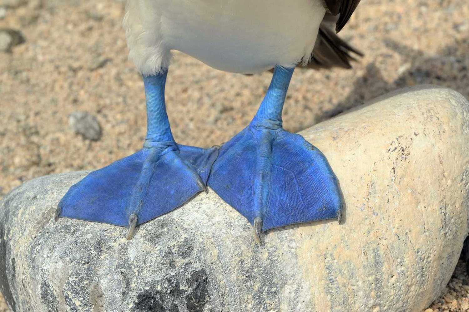 blue footed booby feet