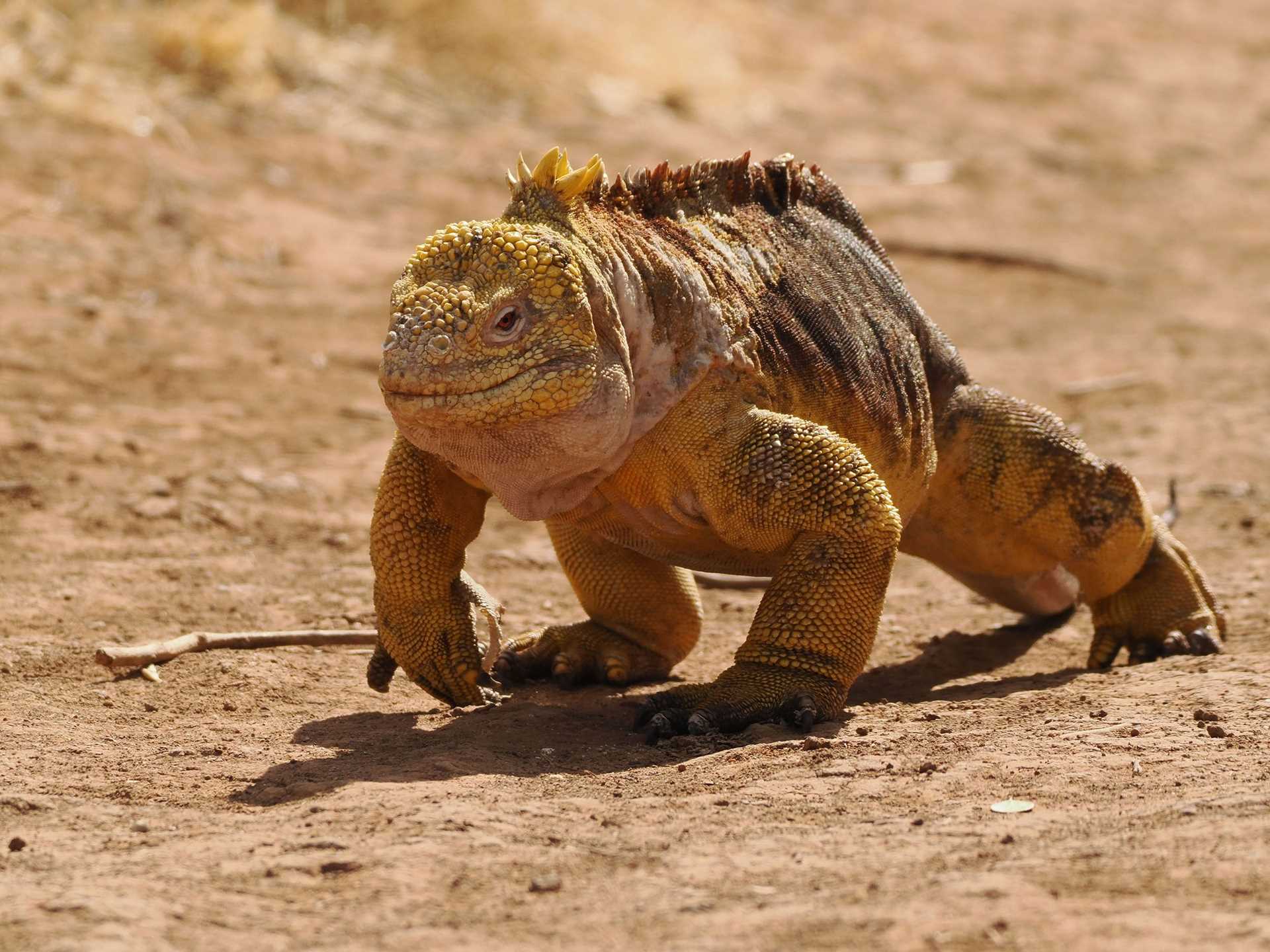 Galapagos land iguana