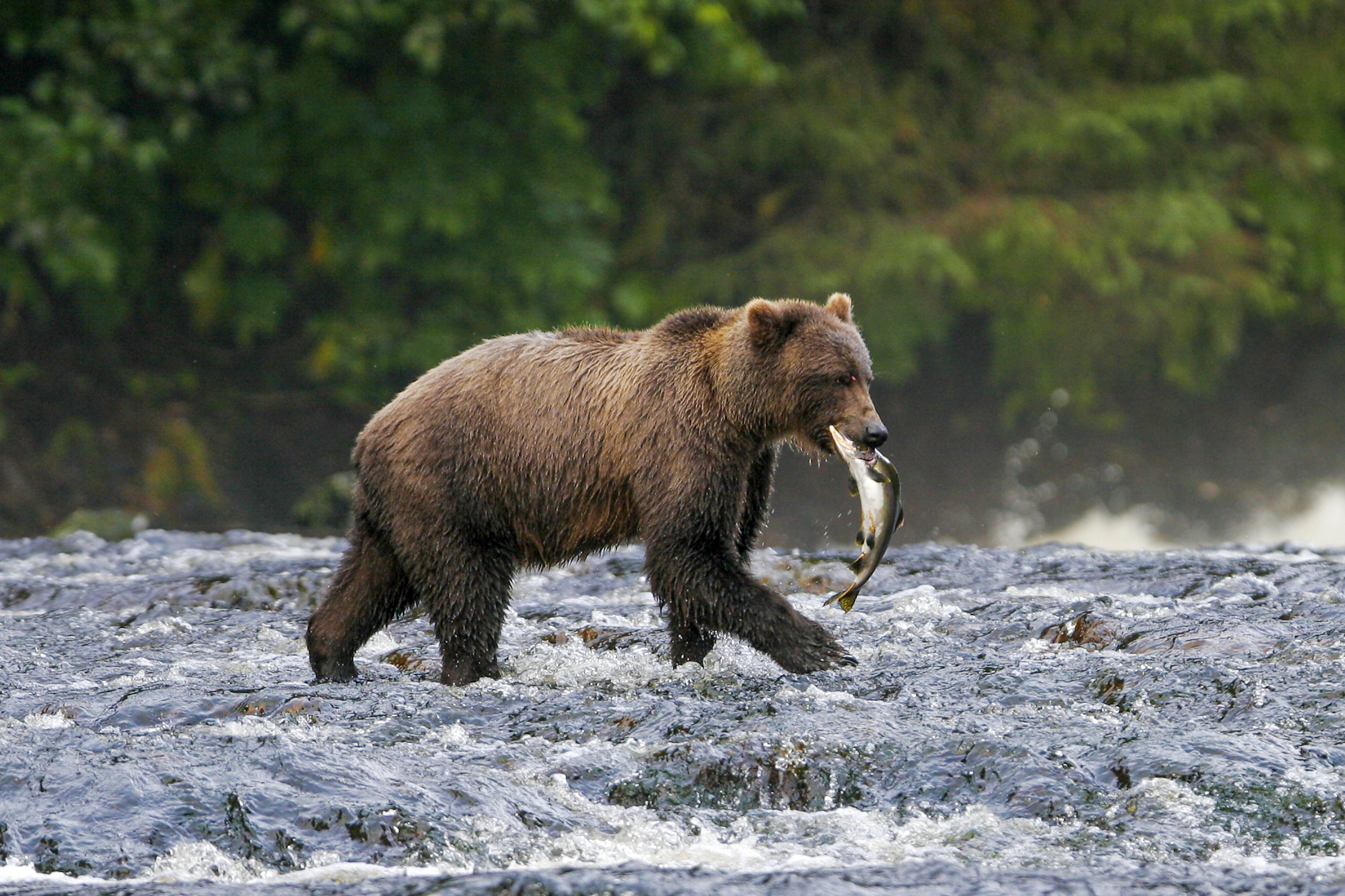 bearfishing.jpg