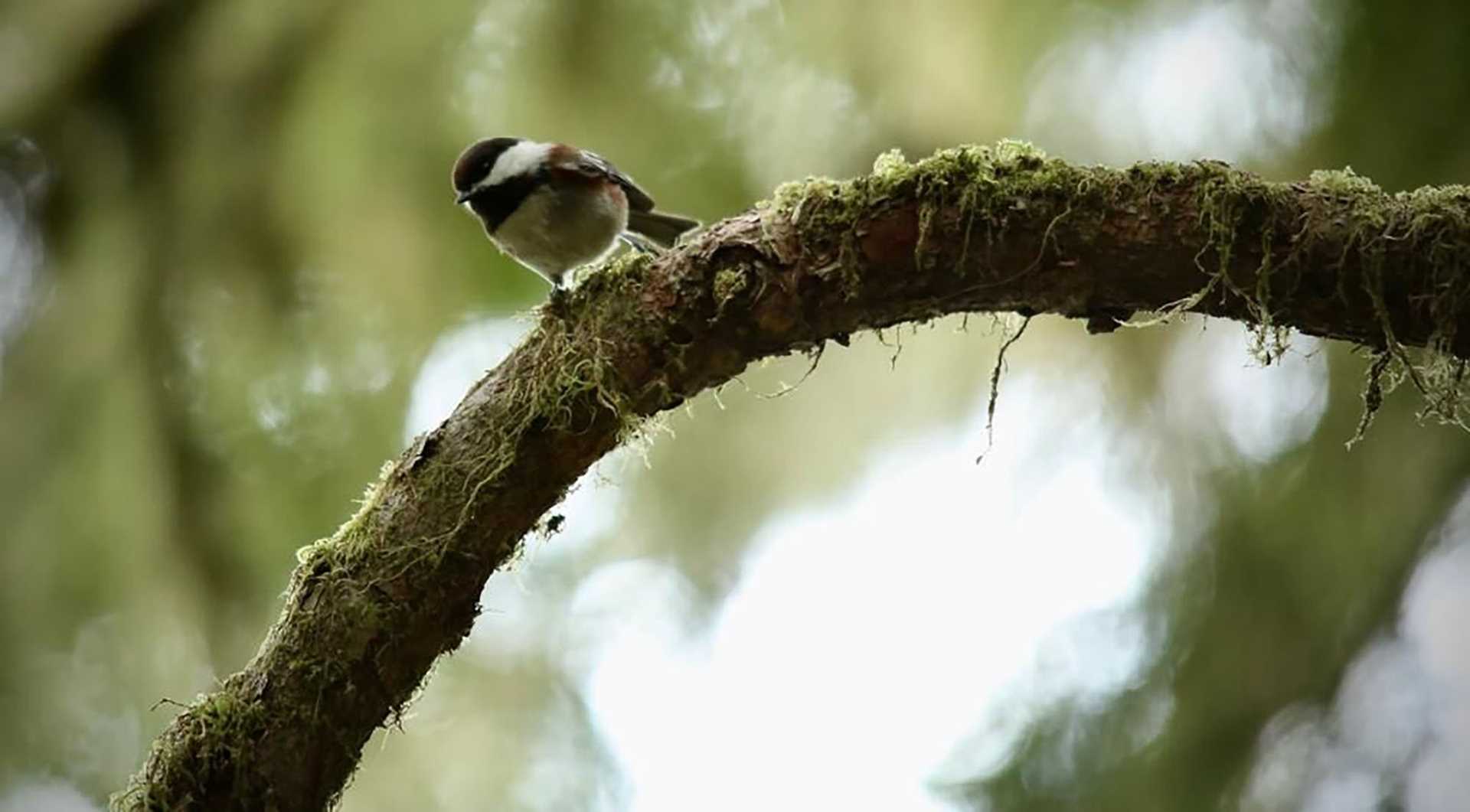 a bird perches on a mossy branch