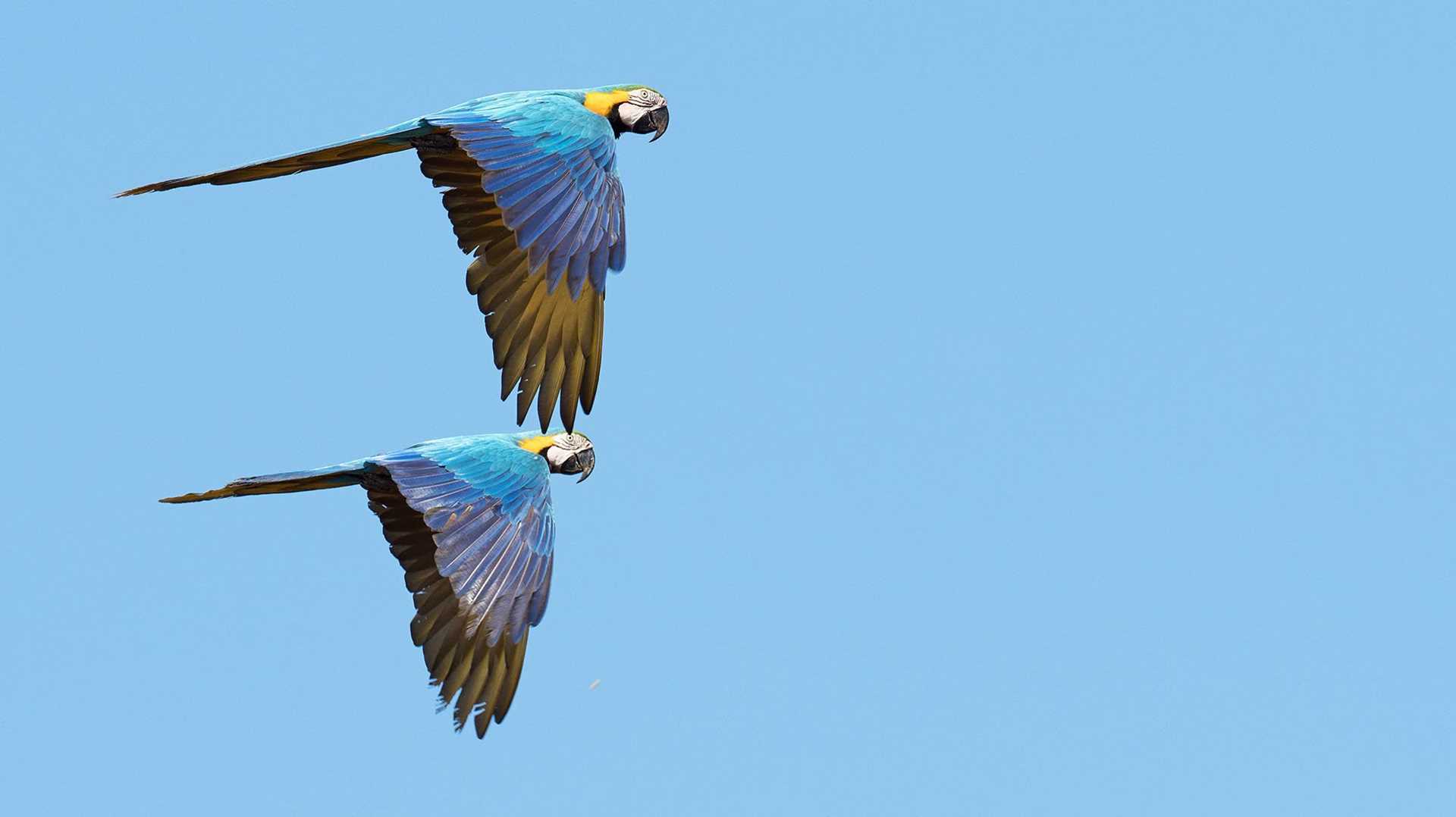 blue and yellow macaws in flight