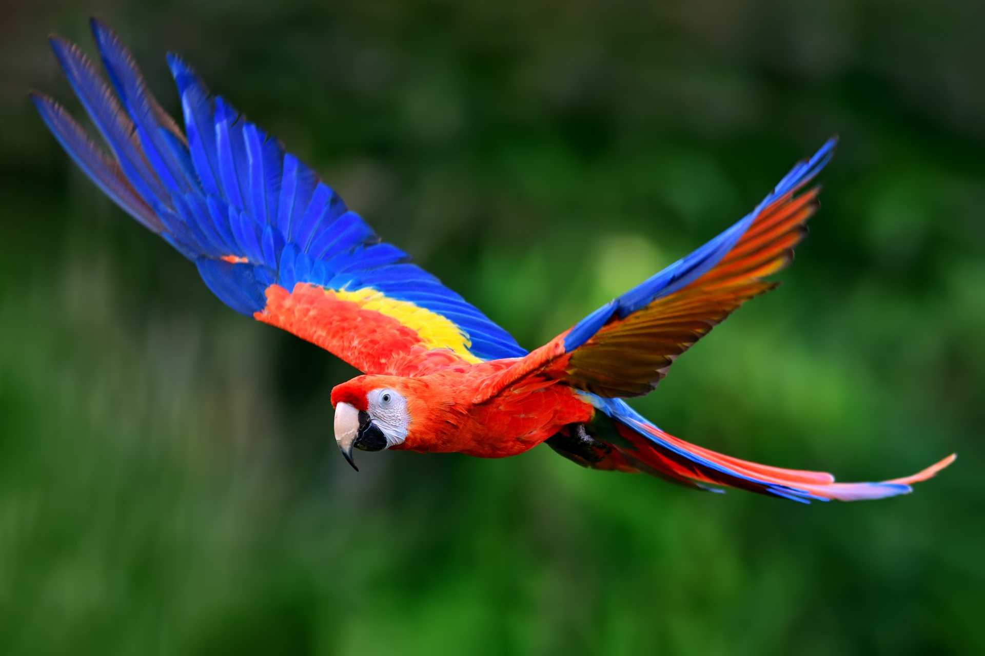 Scarlet Macaw flies through the rainforest of Corcovado National Park.