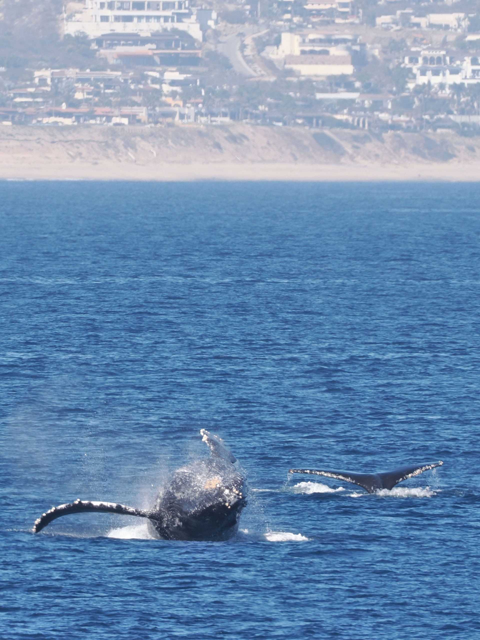 two breaching humpback whales