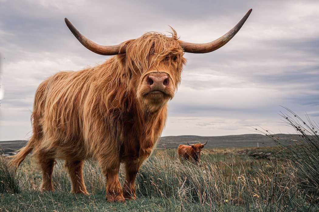 Highland cows in a Scottish field.jpg