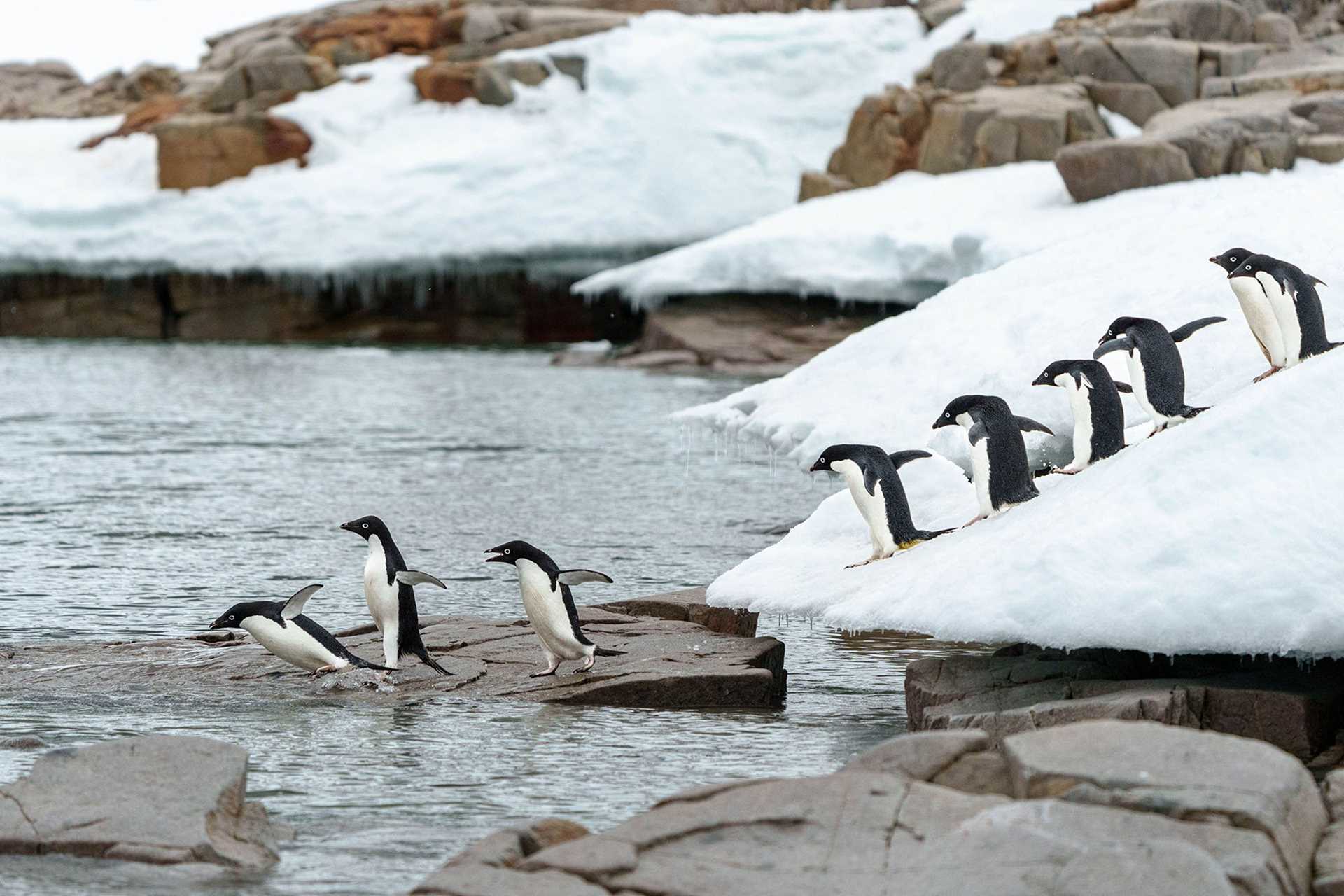 adelie penguins jumping into the water