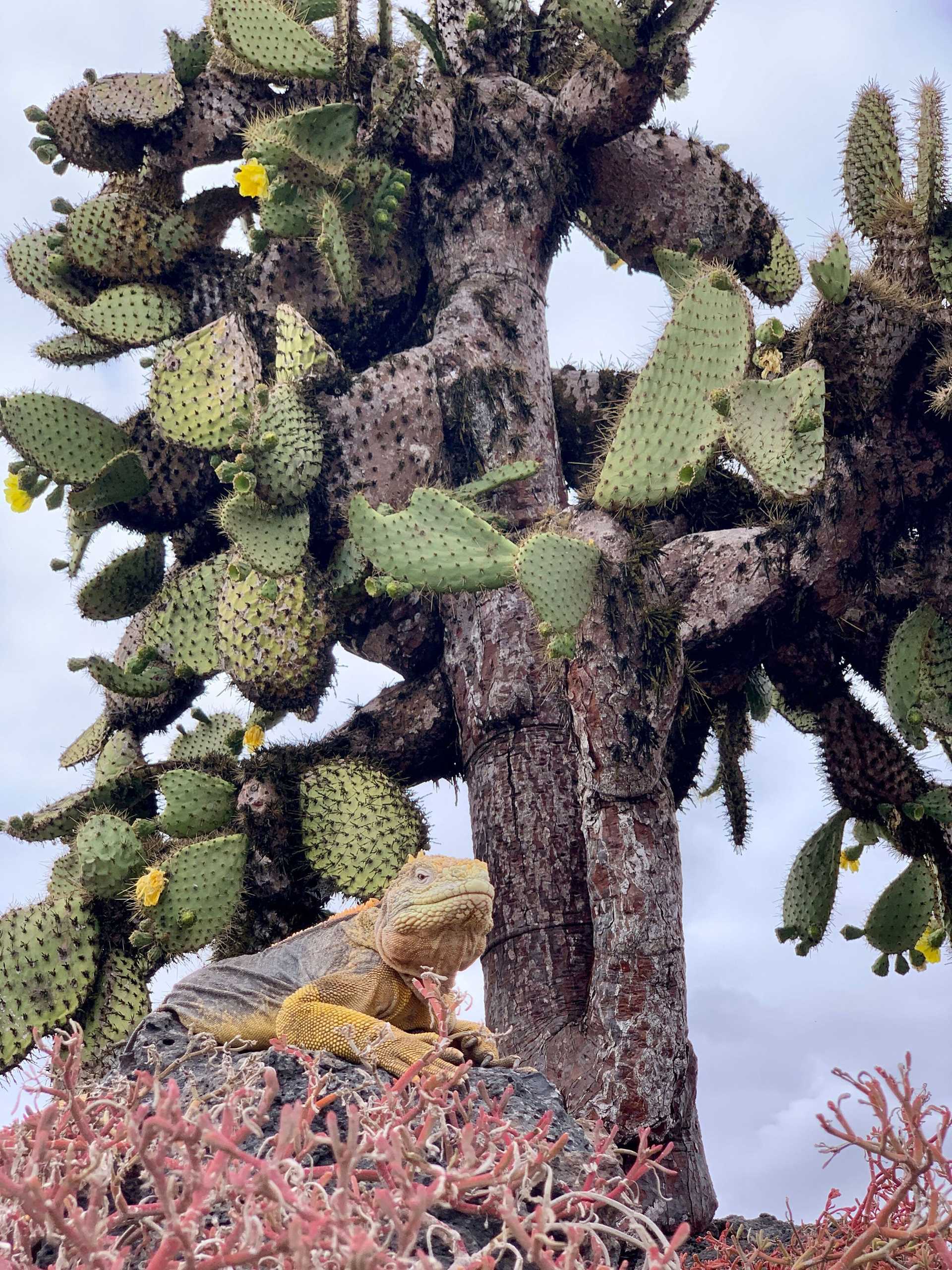 a yellow iguana sitting in front of a large cactus