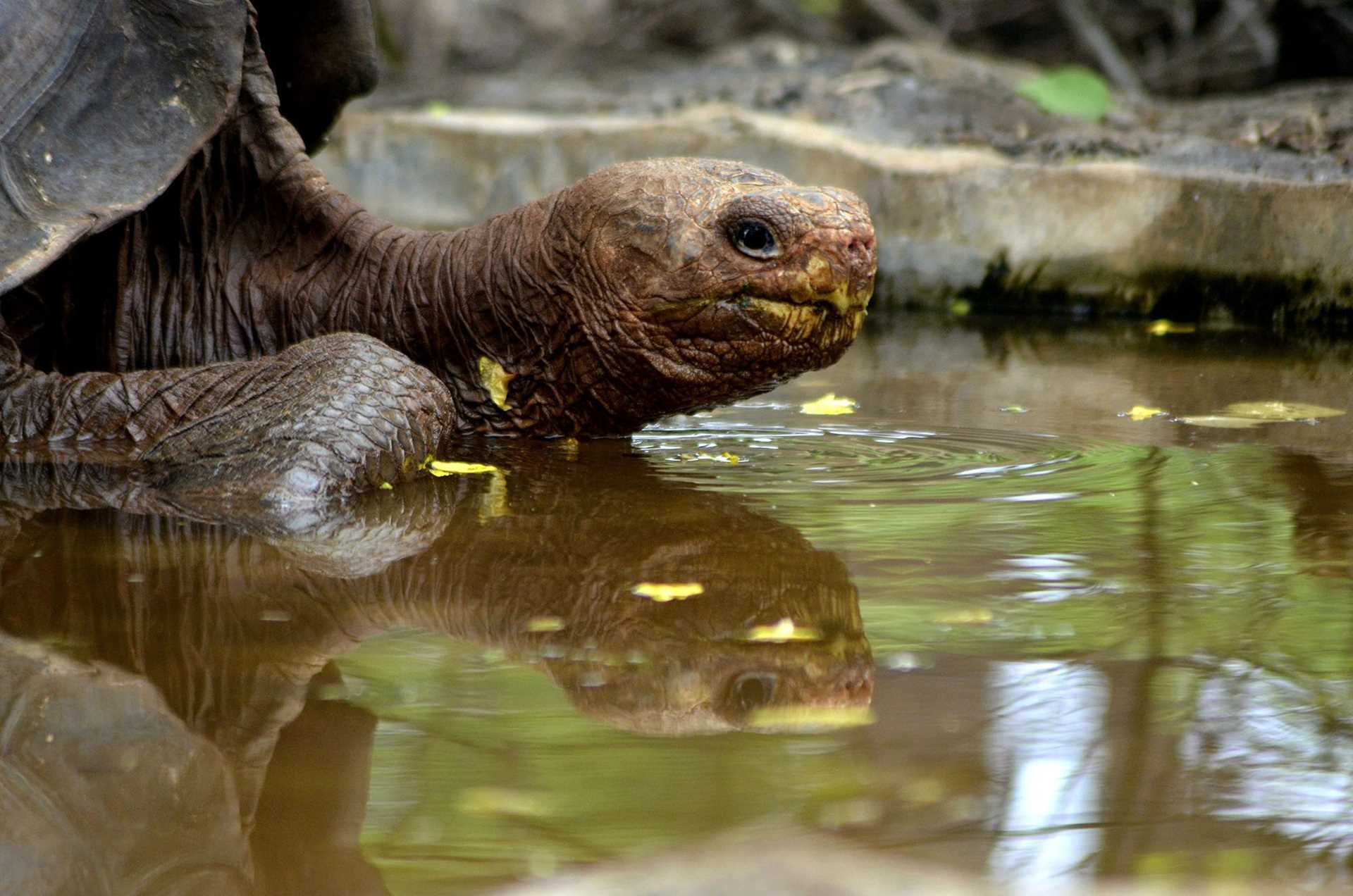 tortoise in a mud puddle