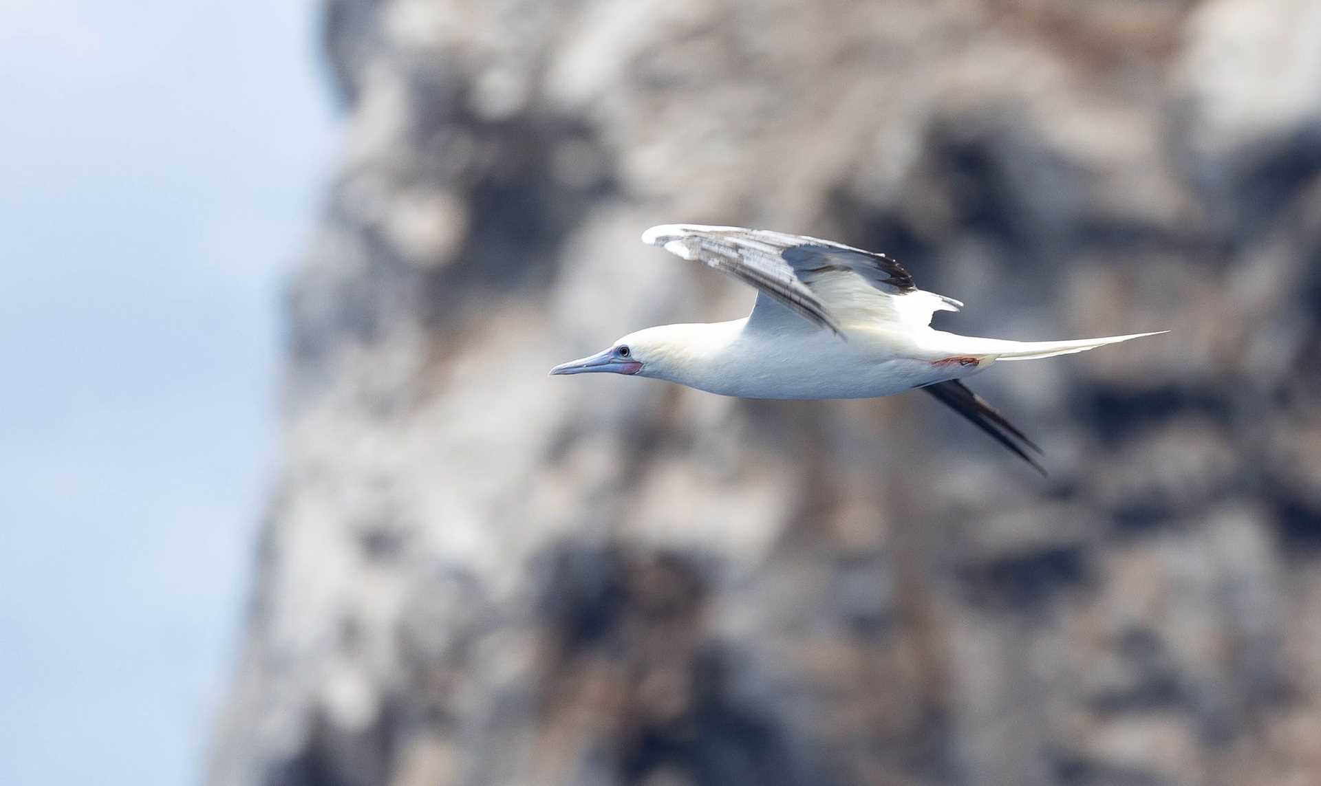 red-footed booby in flight