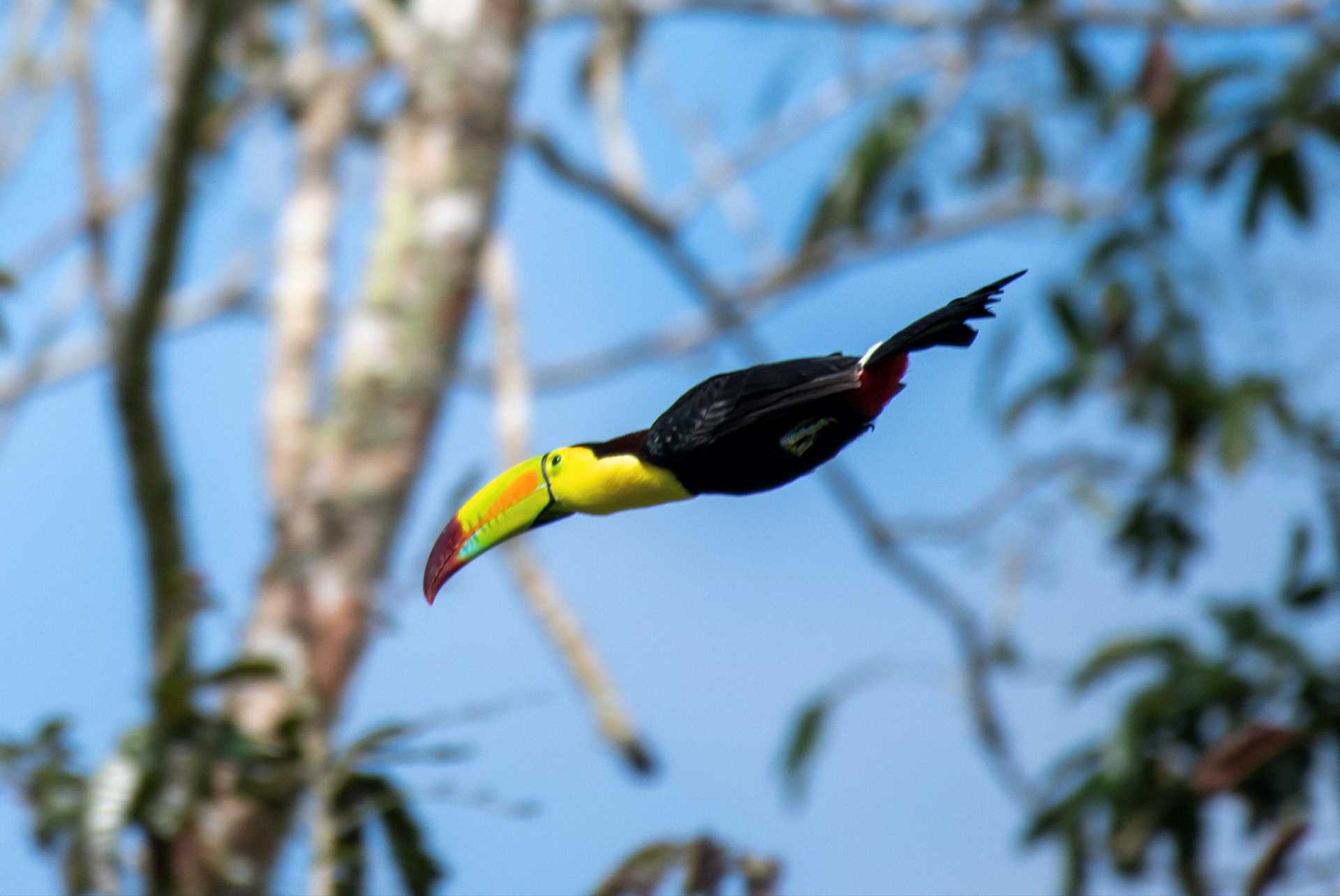 Mayflower Bocawaina National Park.jpg