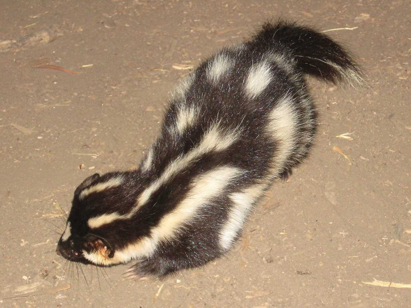 Channel Islands Spotted Skunk PD.jpg