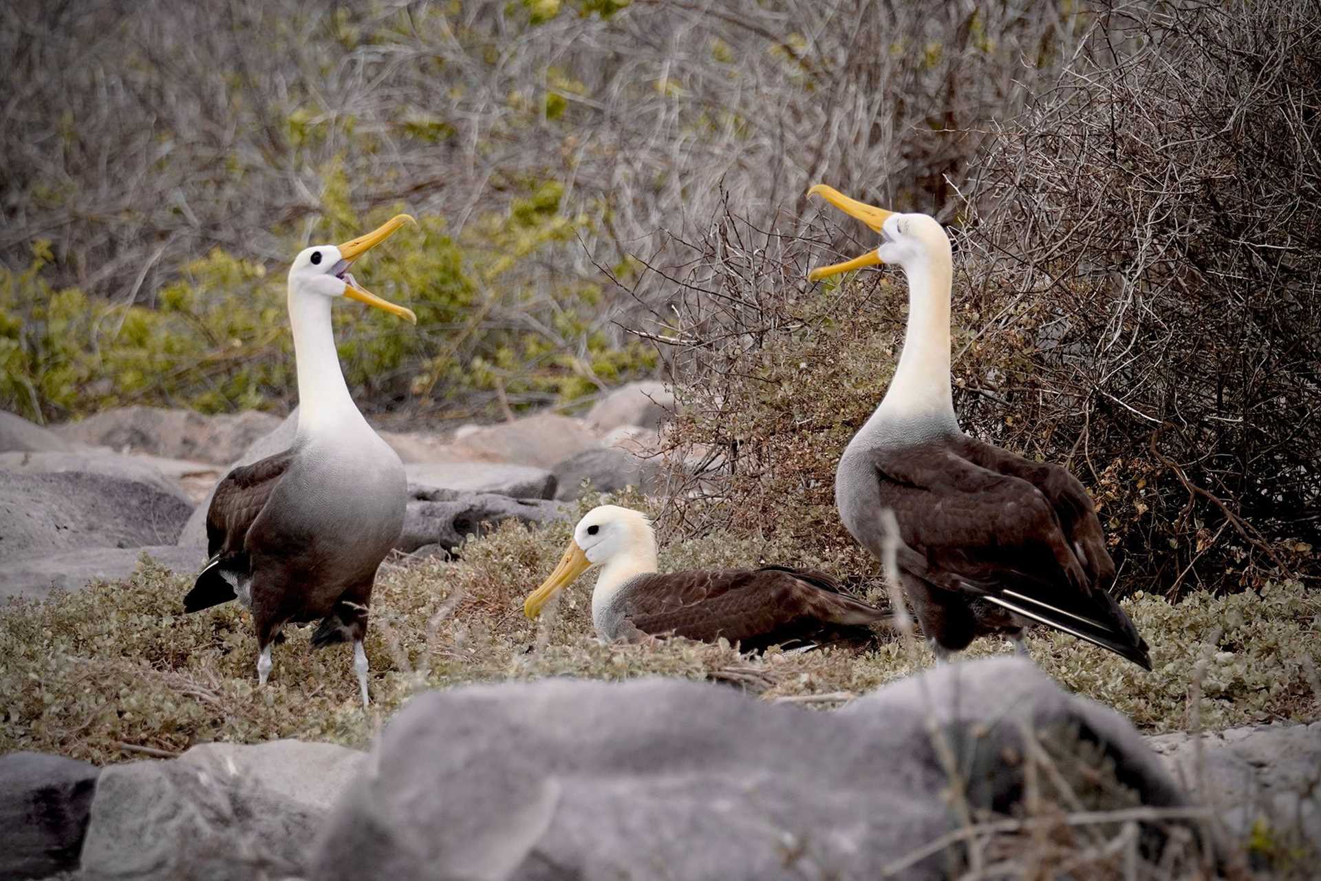 waved albatrosses calling to one another