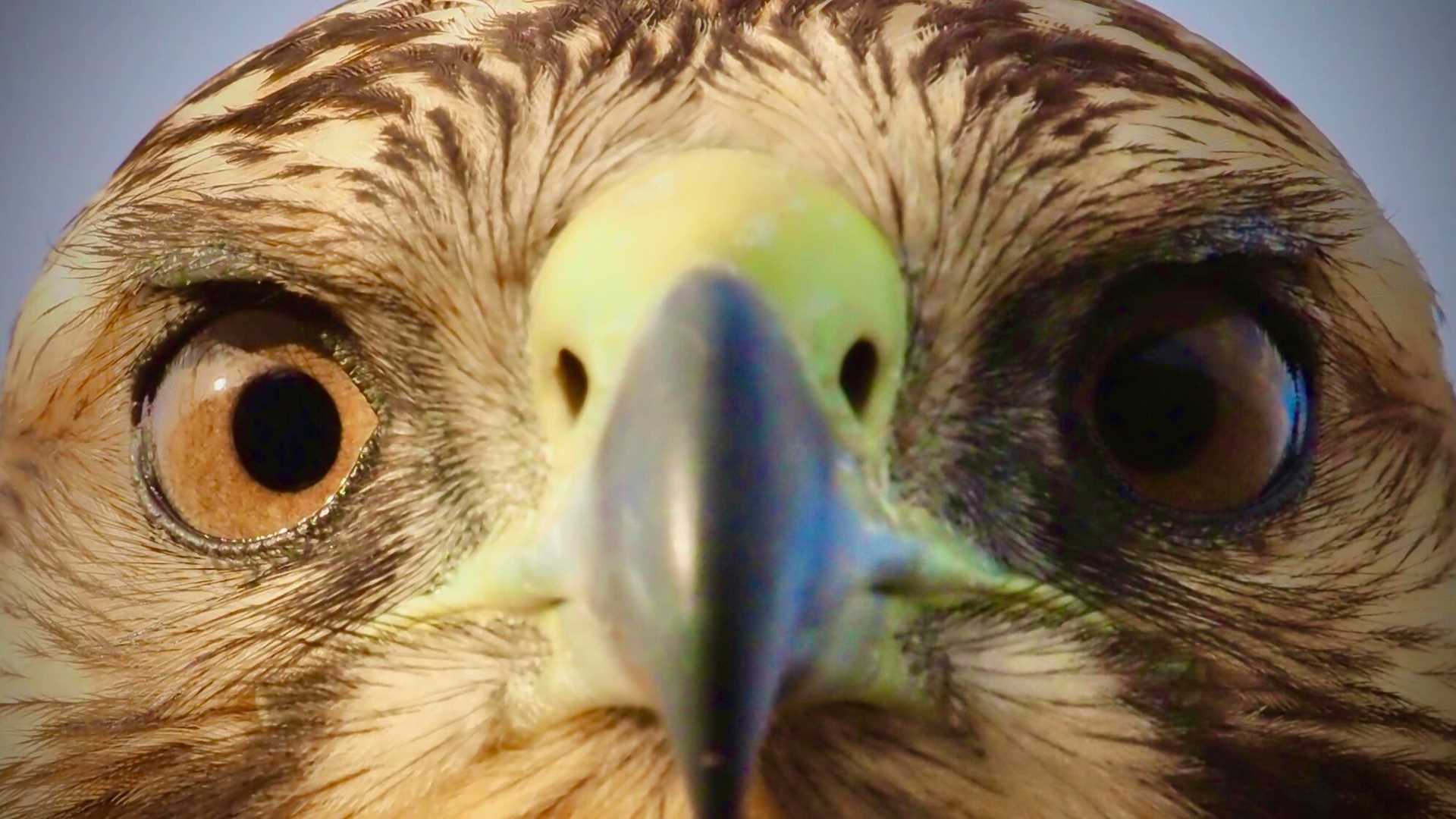 close up of face of Galapagos hawk