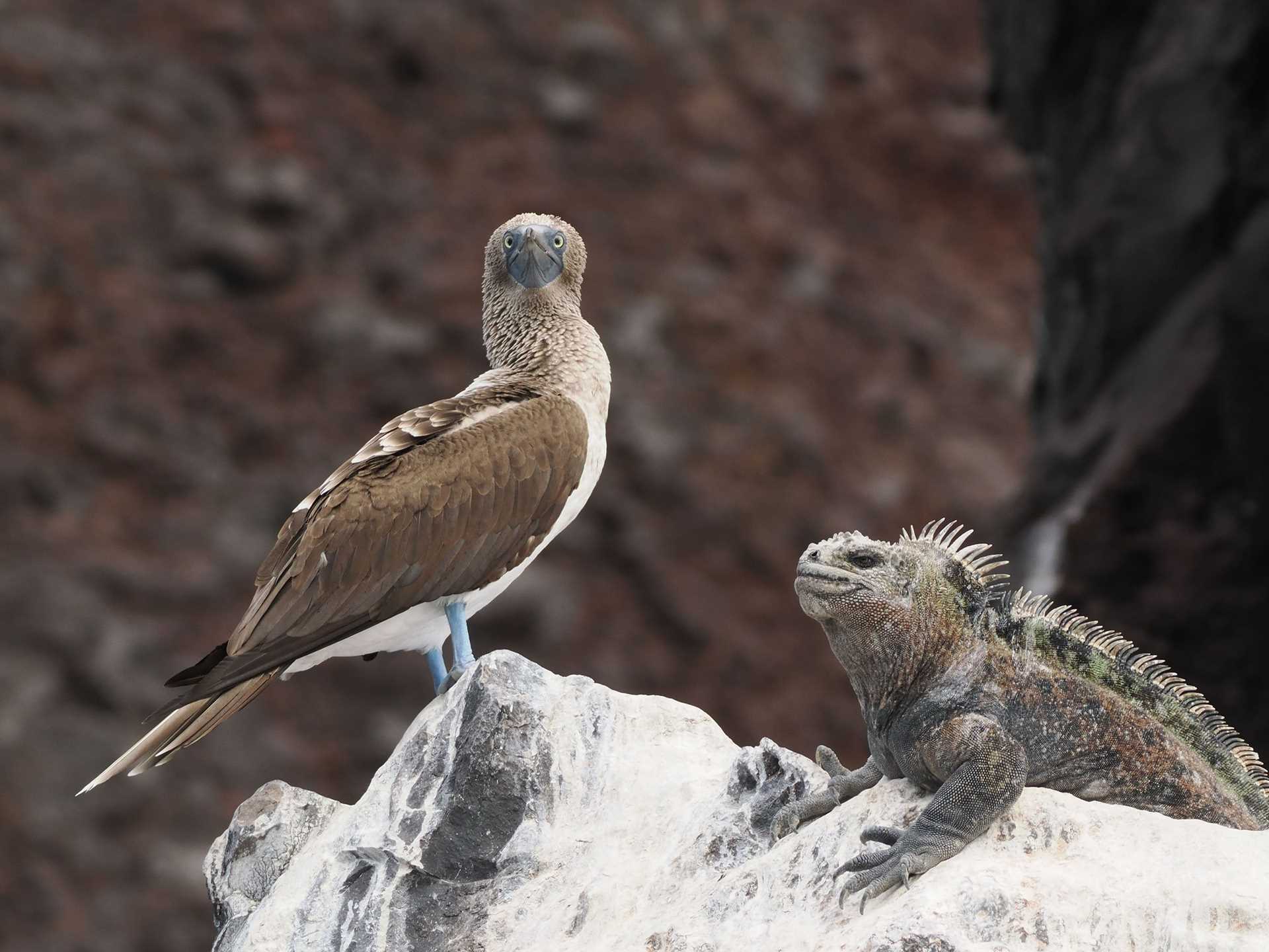 a blue-footed booby and a marine iguana