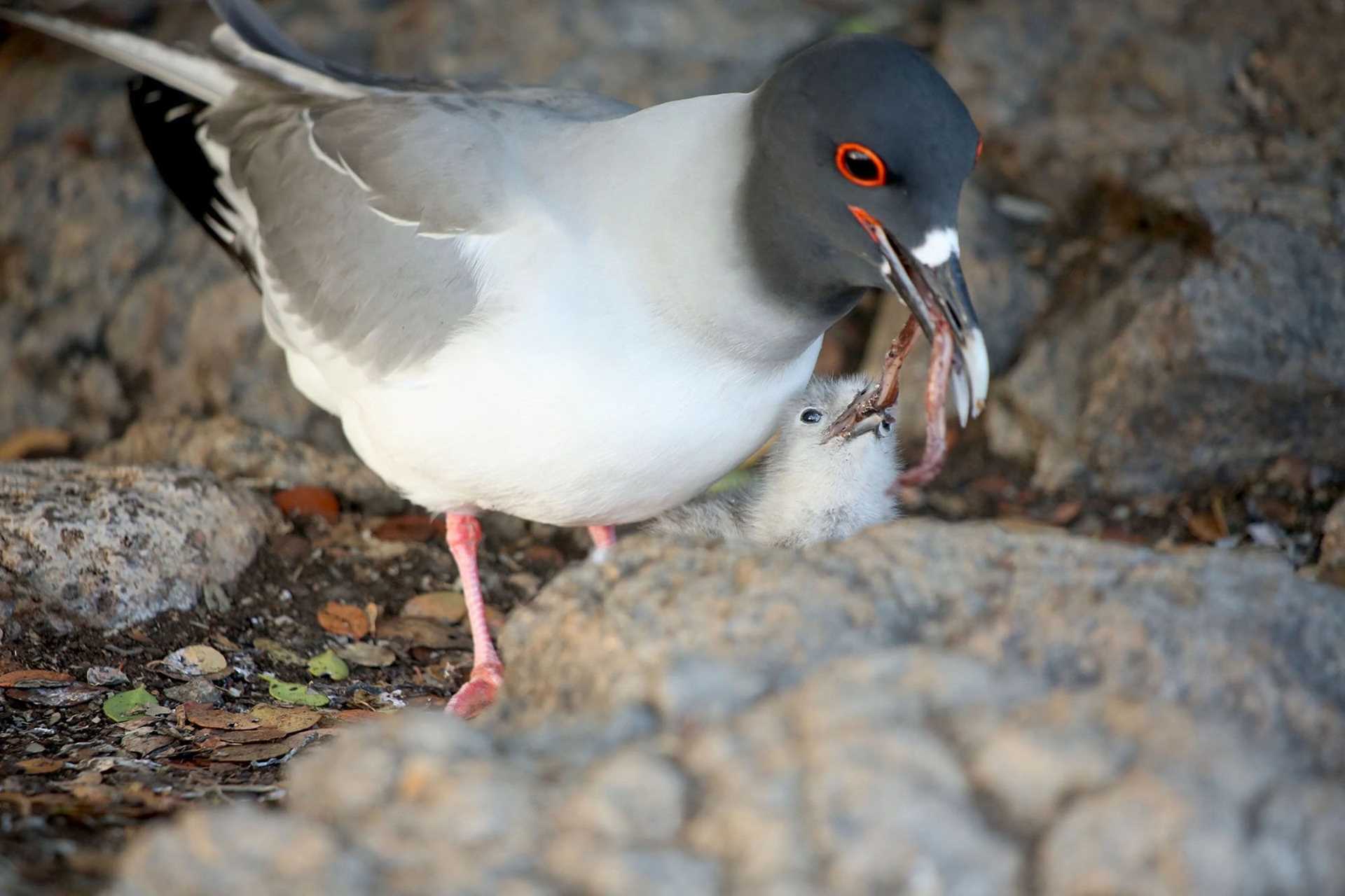 black and white bird feeding its baby