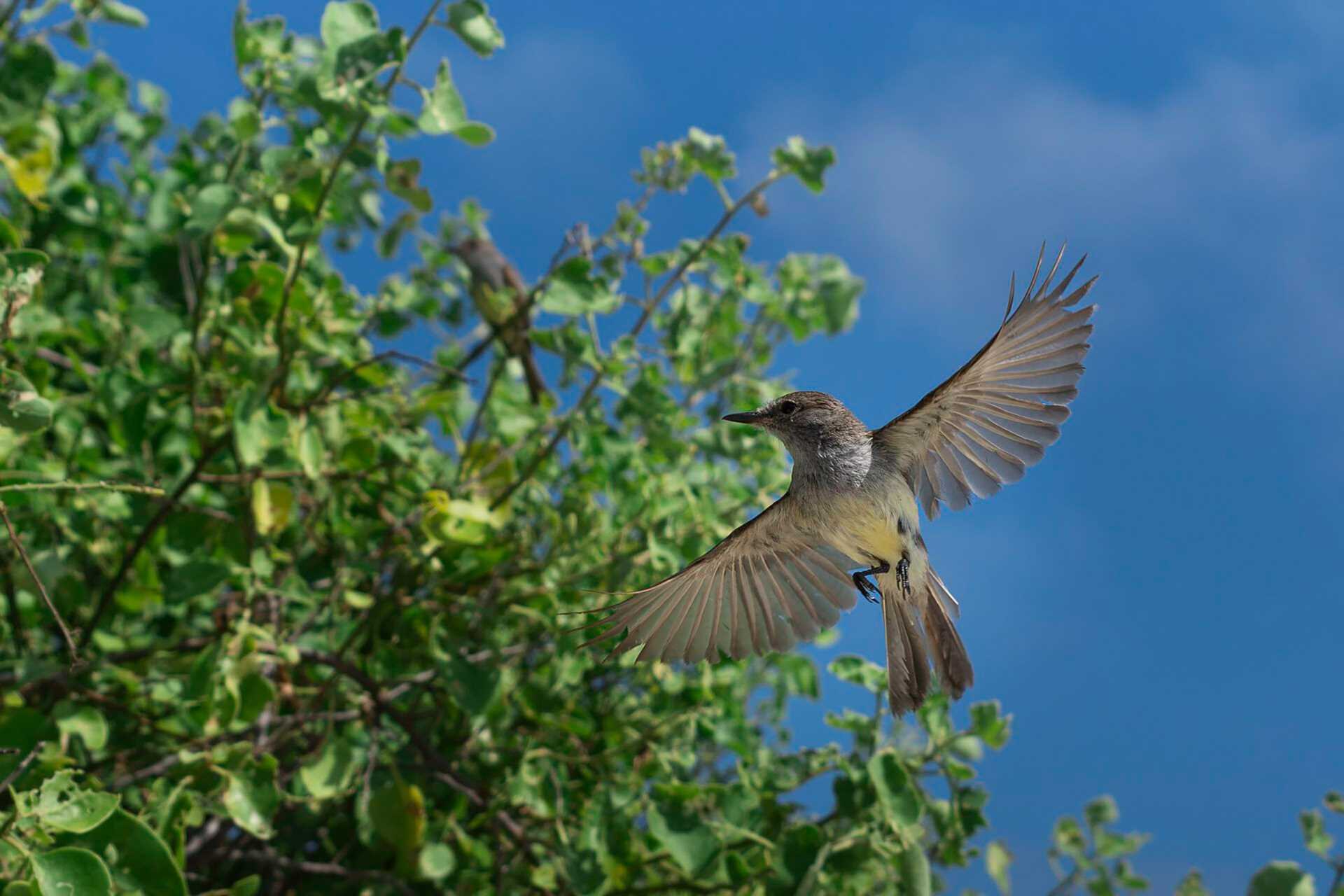 galapagos flycatcher