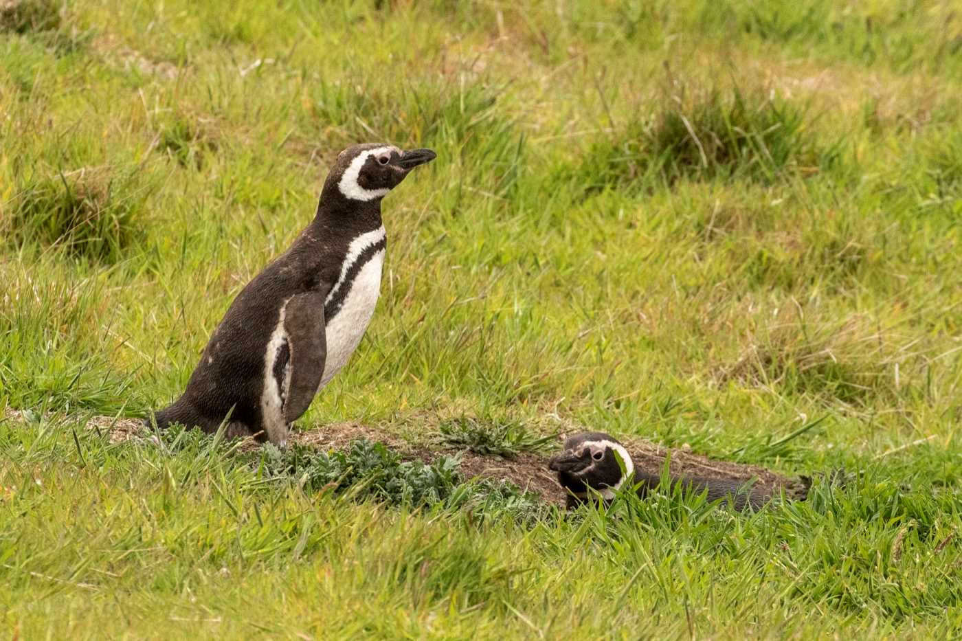 Magellanic Penguins at burrow.jpg