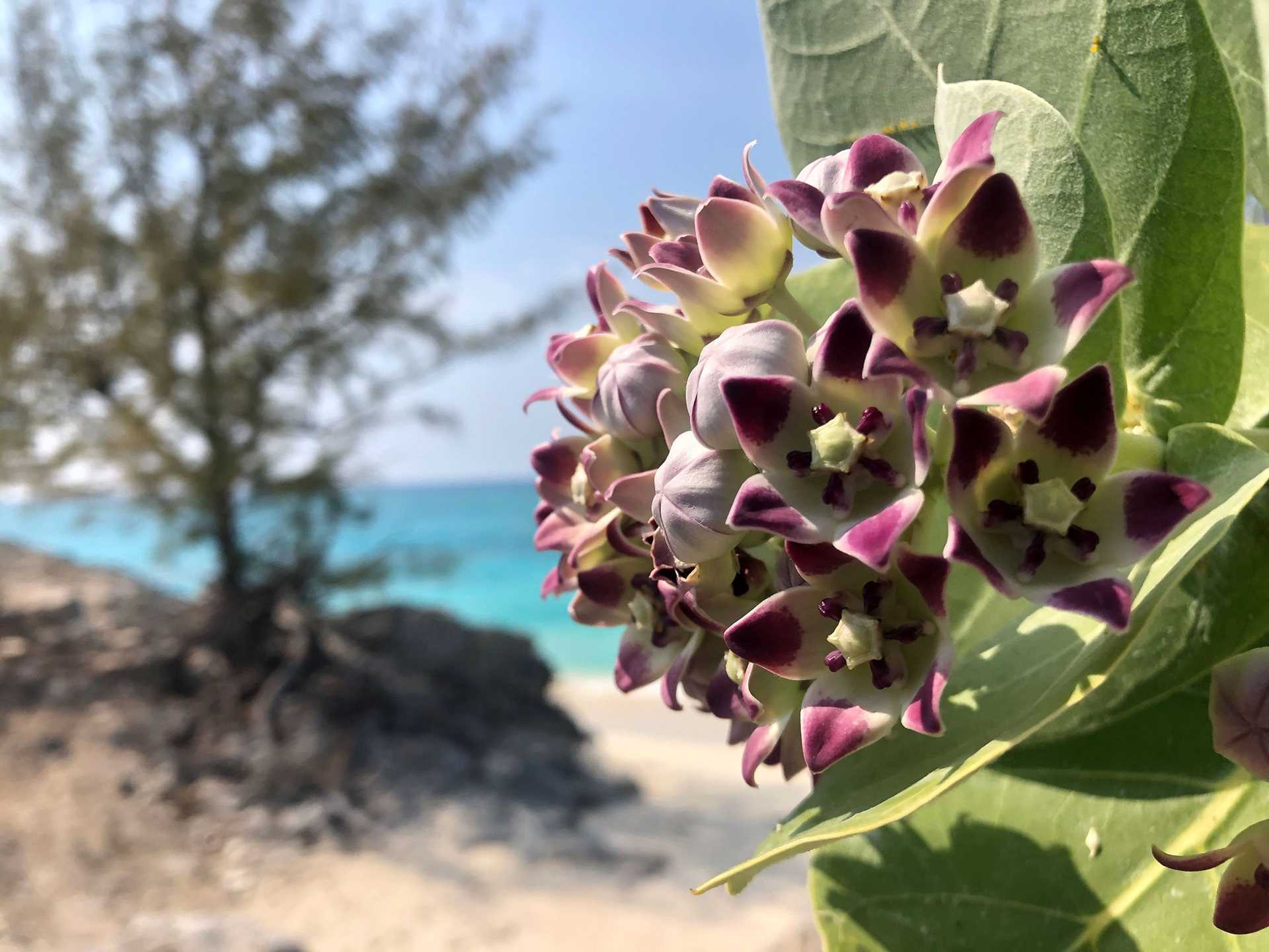 purple and white milkweed blossom