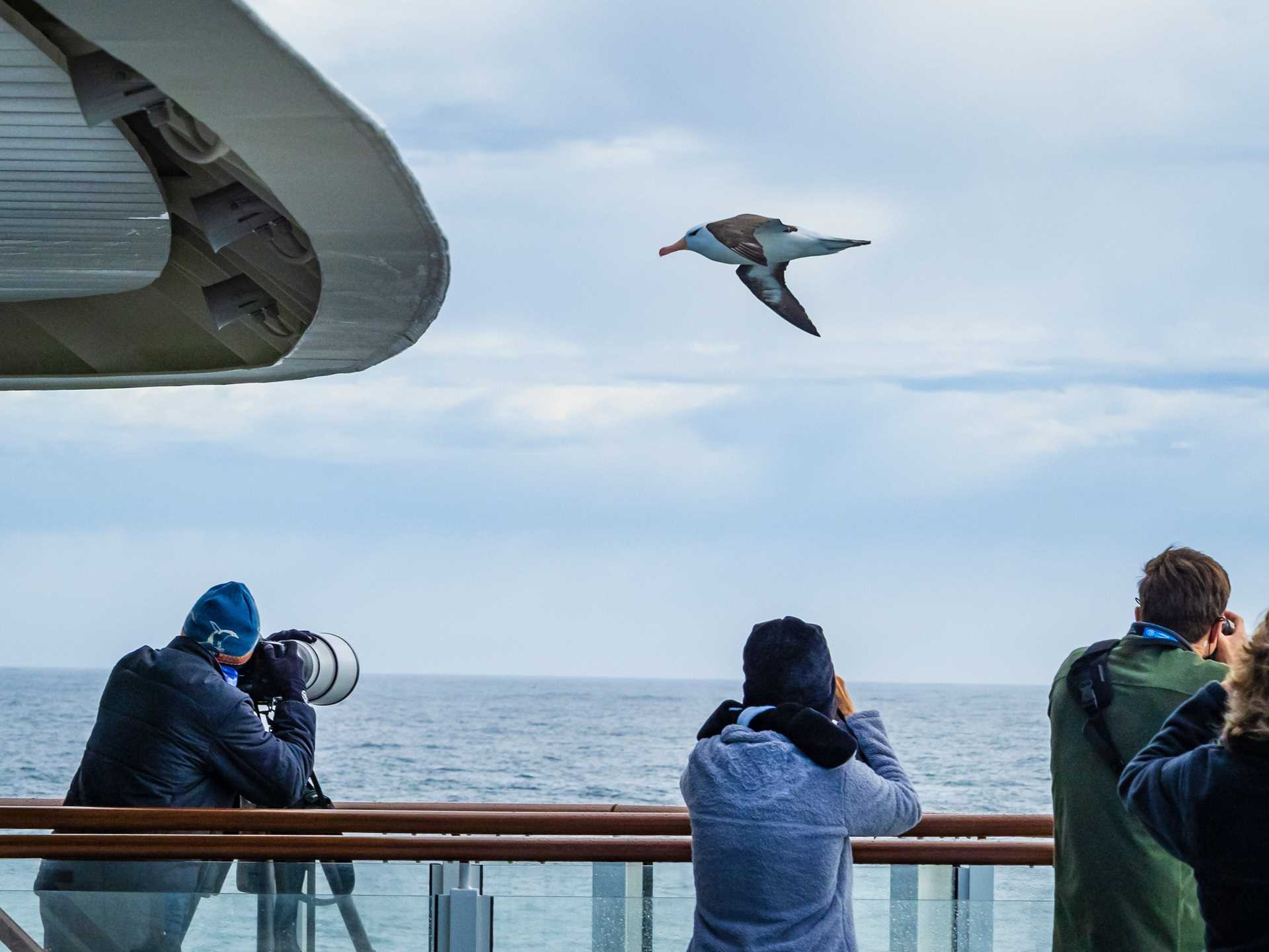 Guests photograph a black-browed albatross from the ship railing.