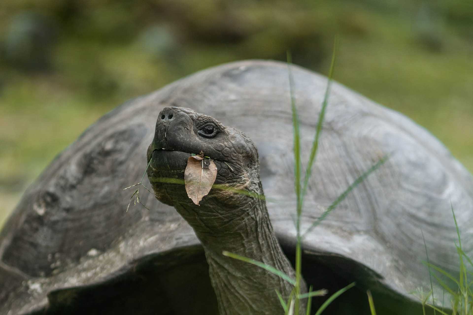 tortoise eating a leaf