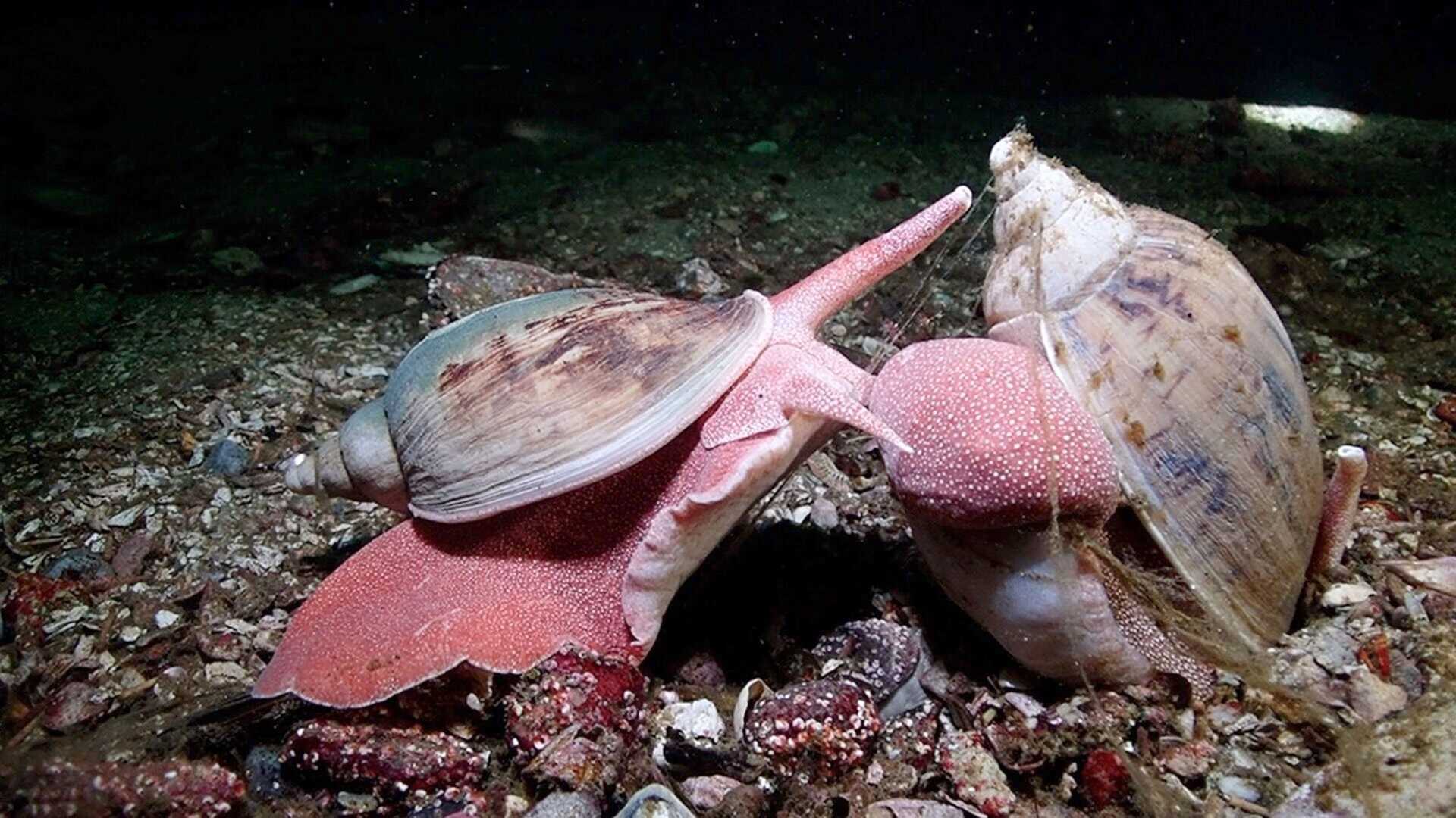 two pink snails underwater