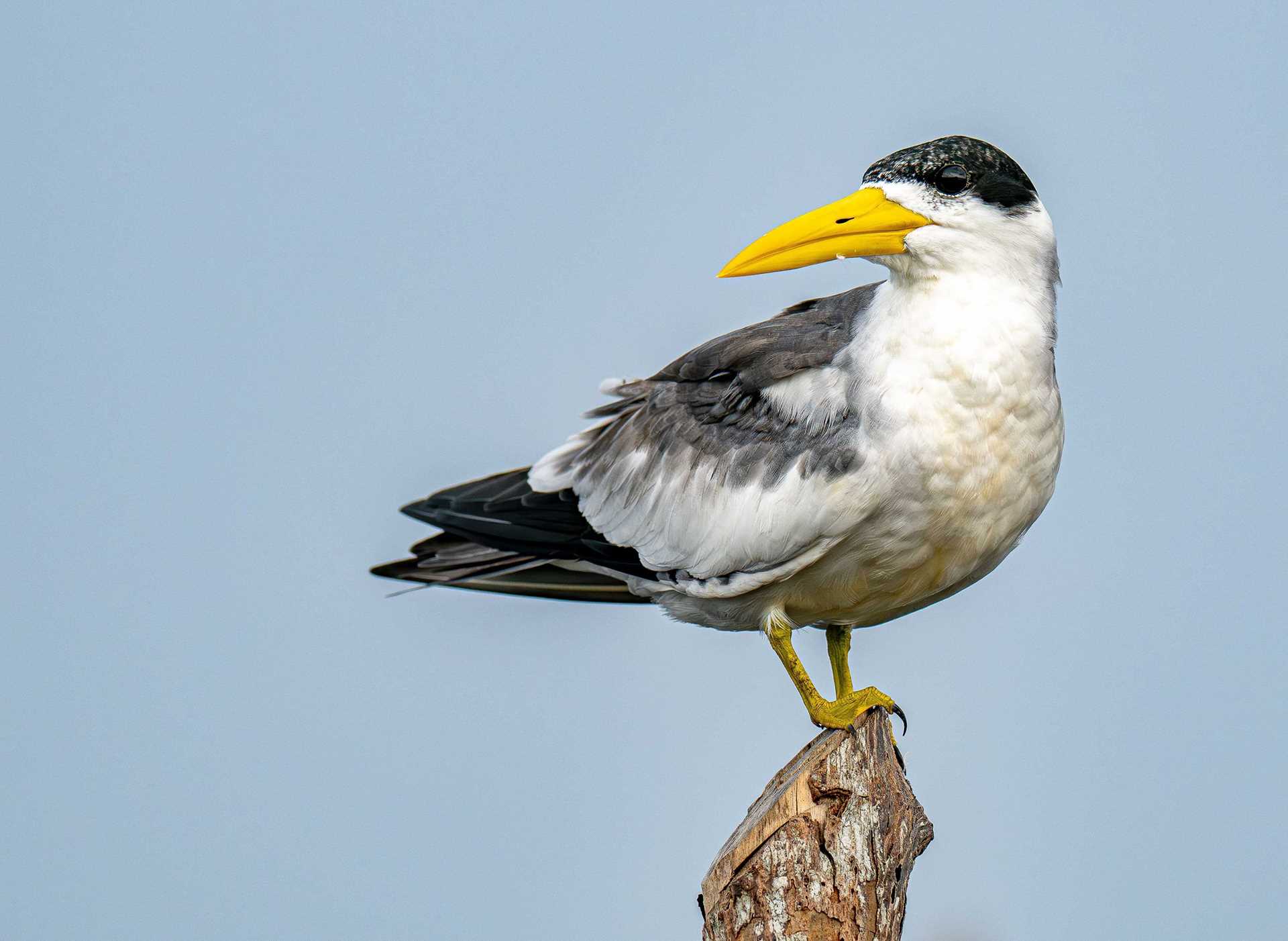 large-billed tern