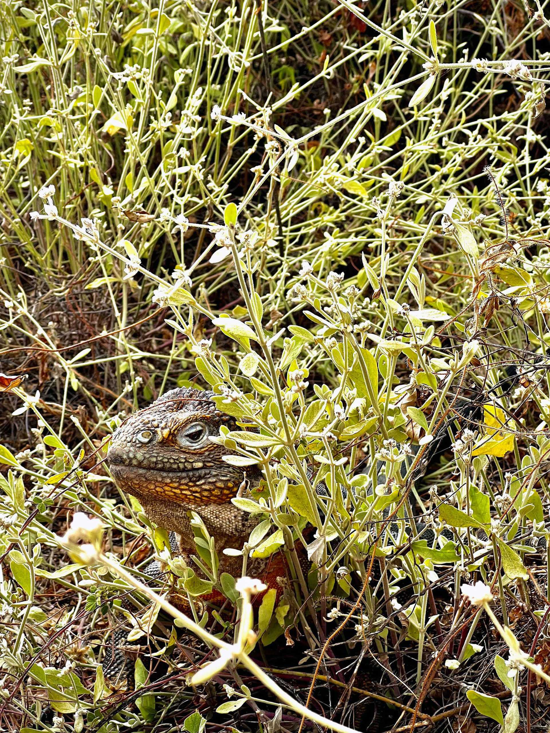 land iguana