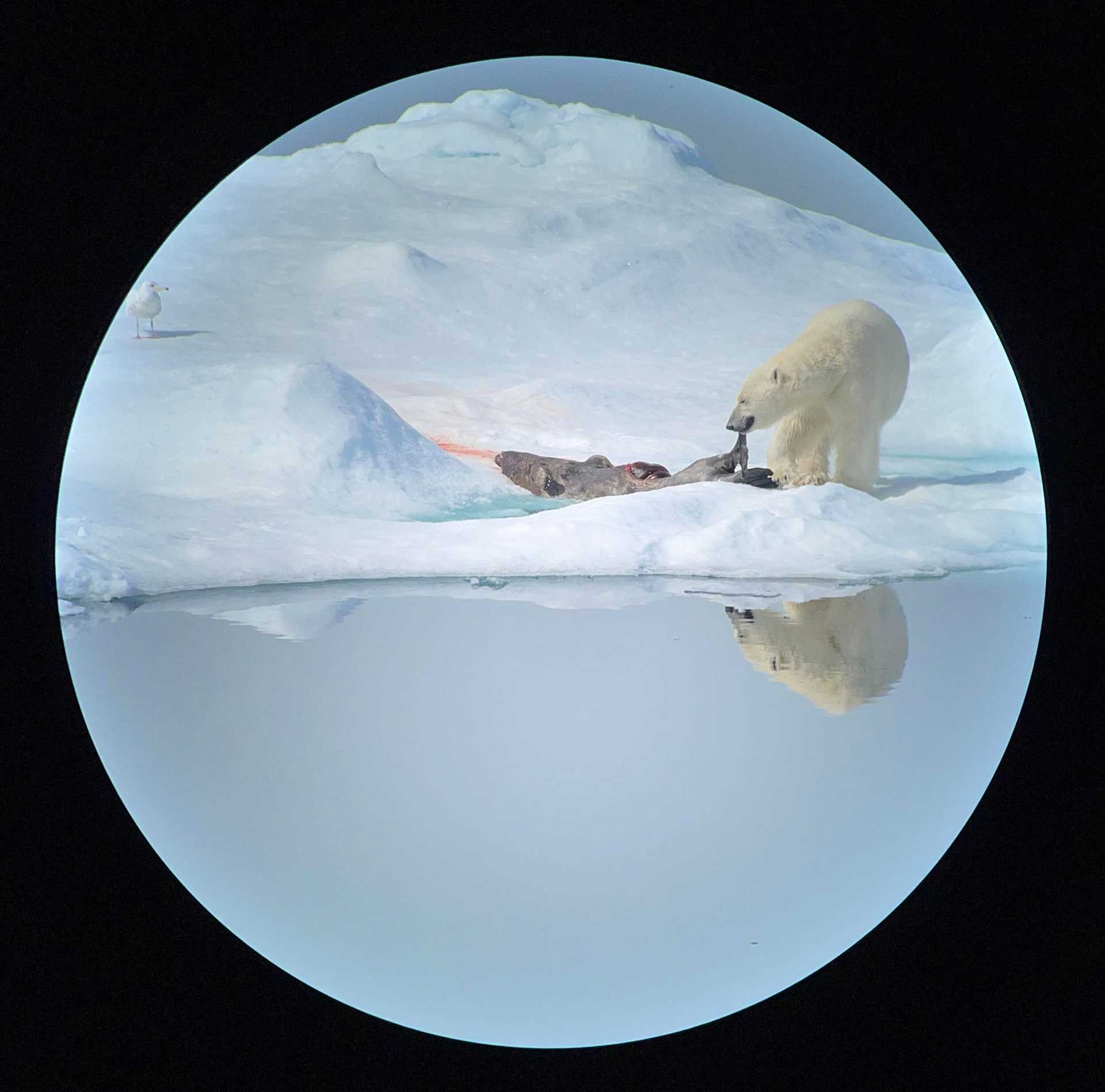polar bear eating a seal carcass