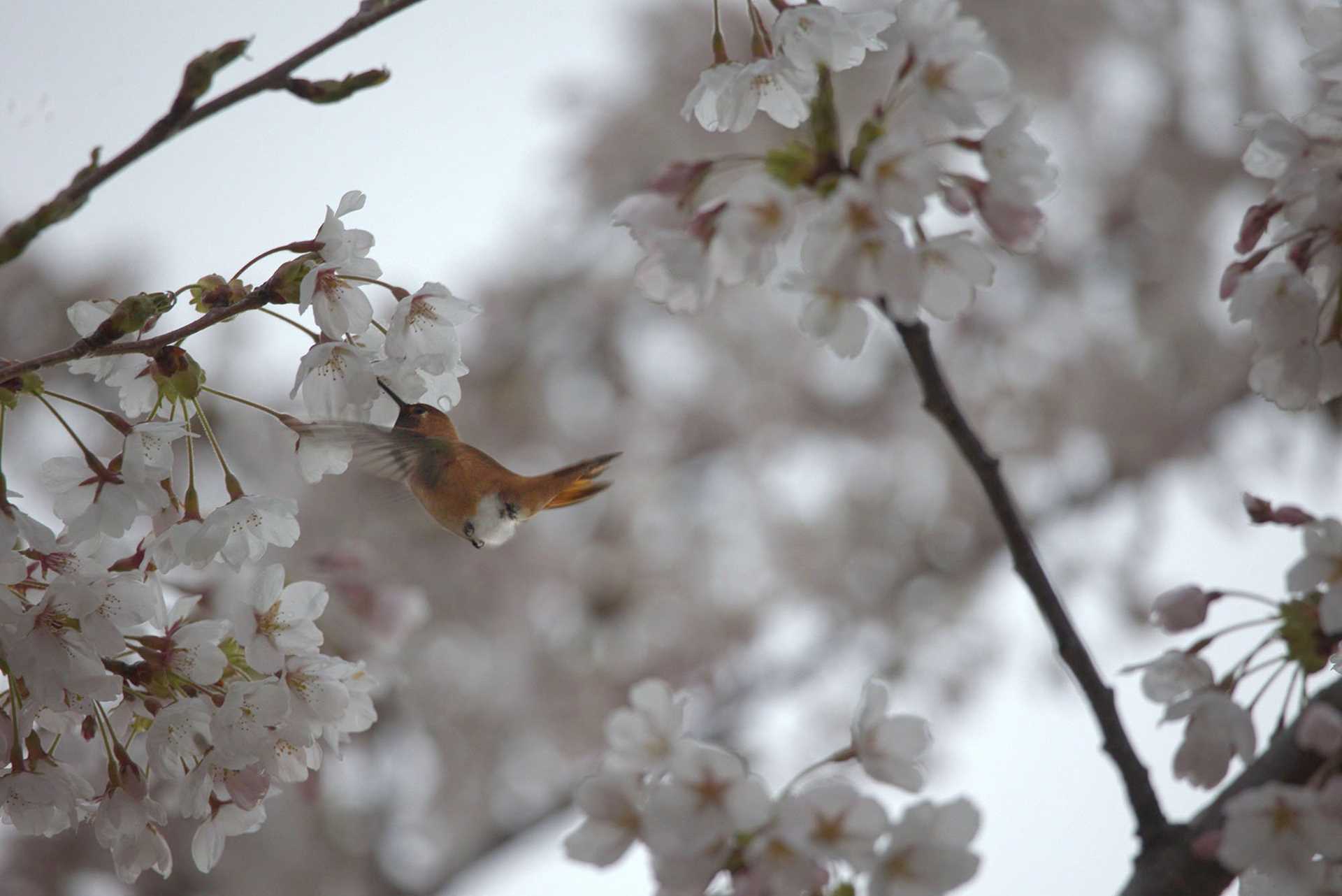 hummingbird among cherry blossoms