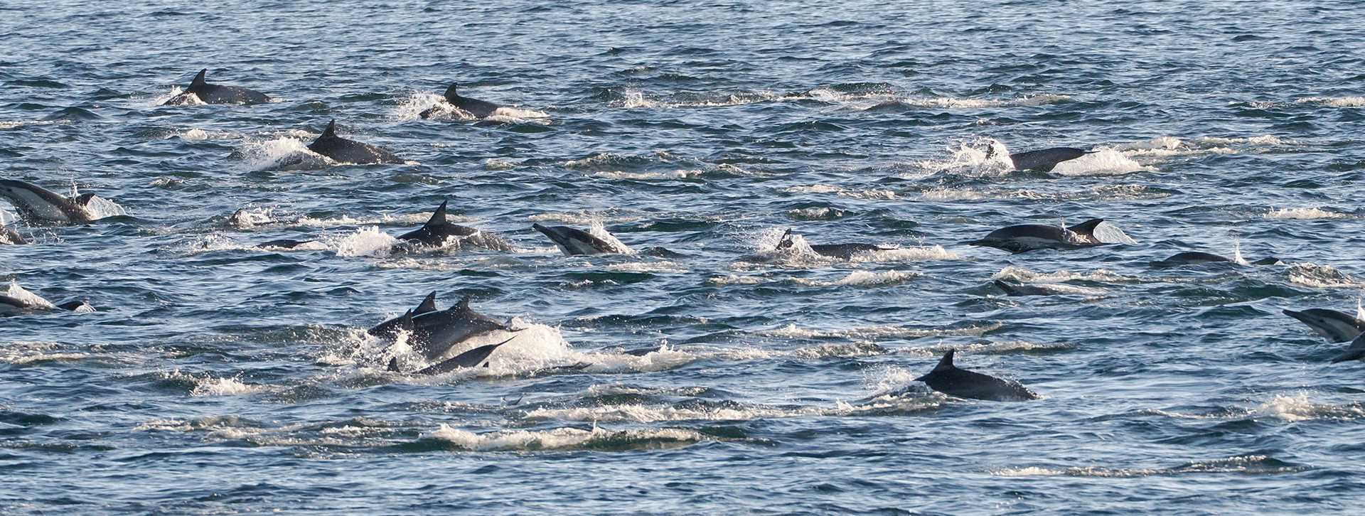 a pod of dolphins