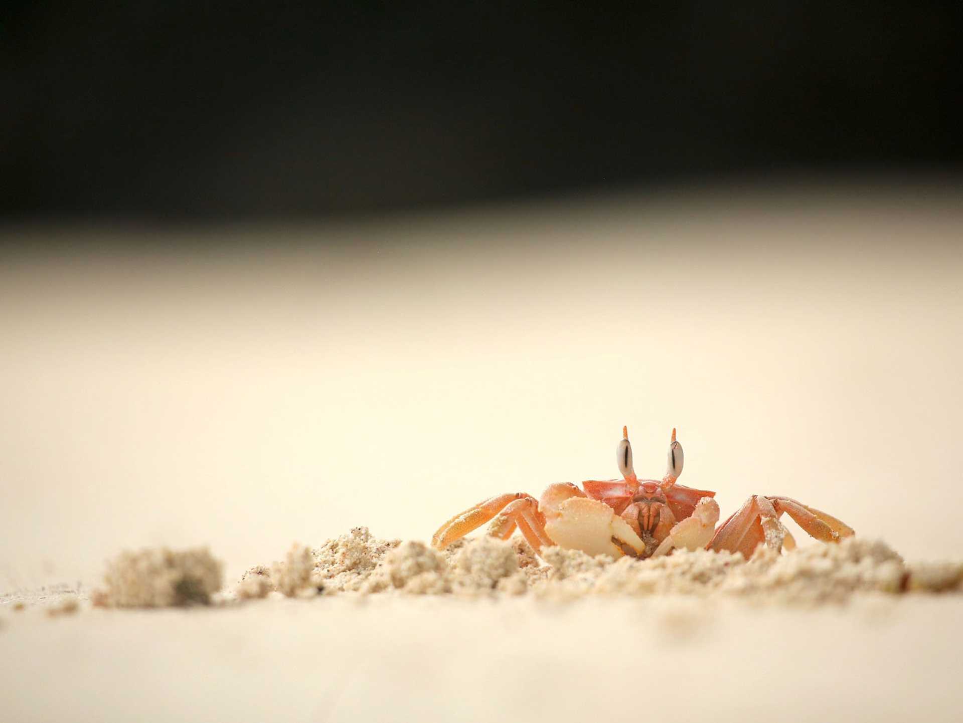 close-up of a pale pink crab