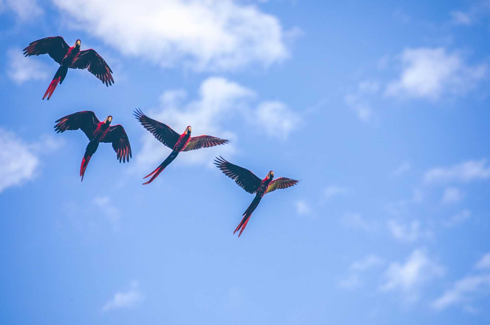four scarlet macaws