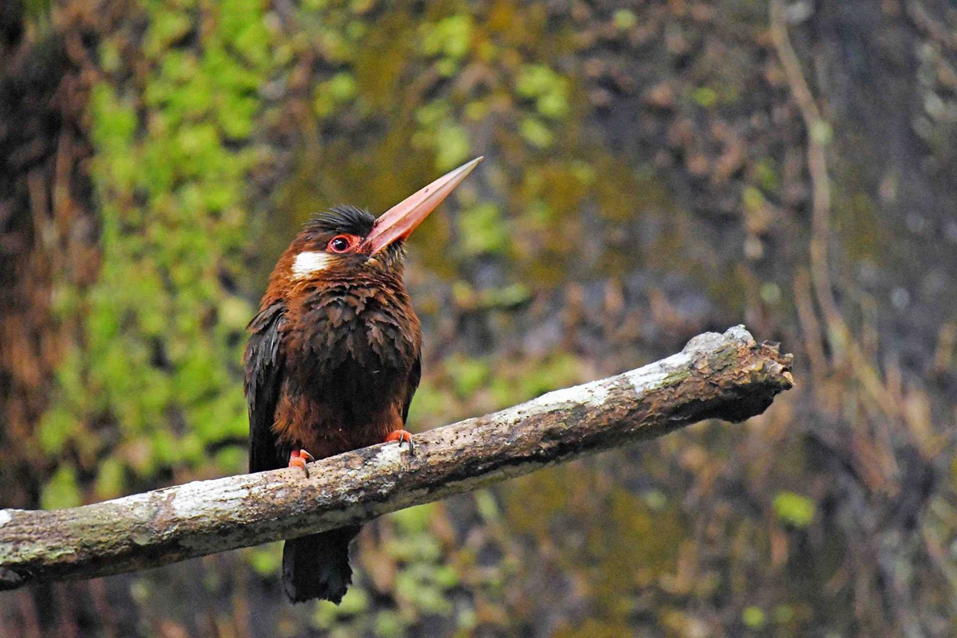 brown bird with long, pointy orange bill