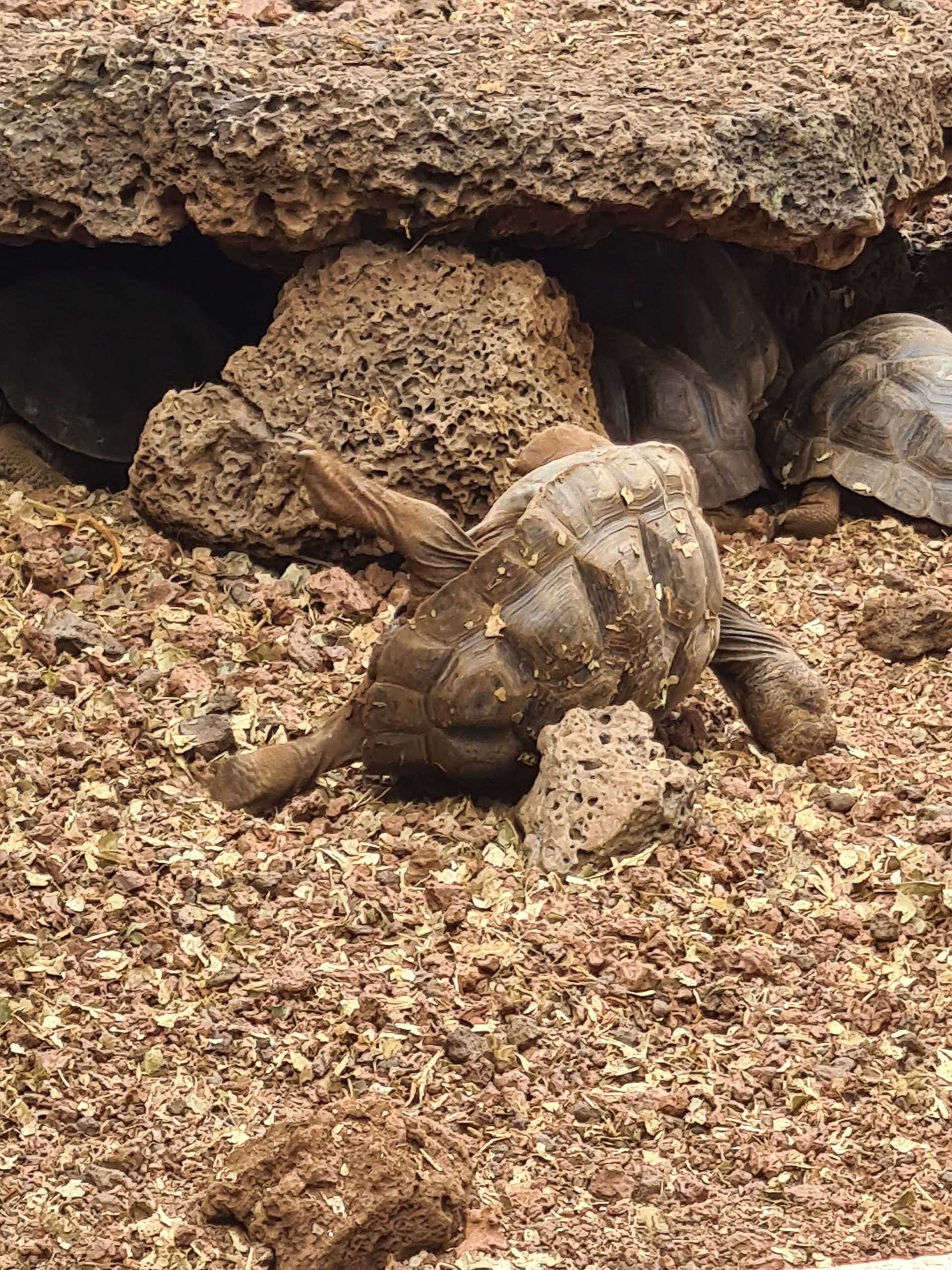 baby tortoise on its back