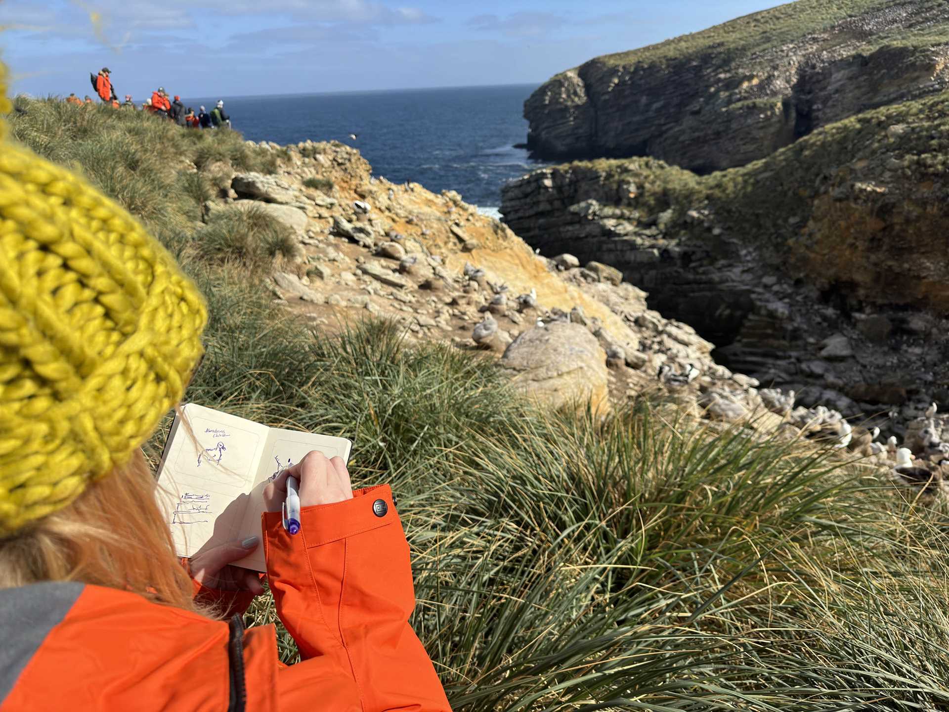 a woman in a yellow hat and orange parka draws albatrosses at a colony