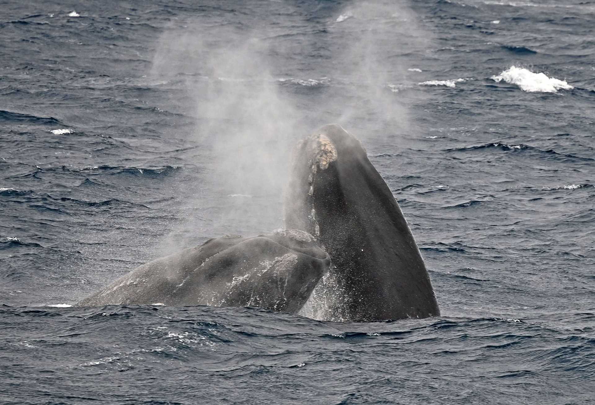 two southern right whales spyhopping