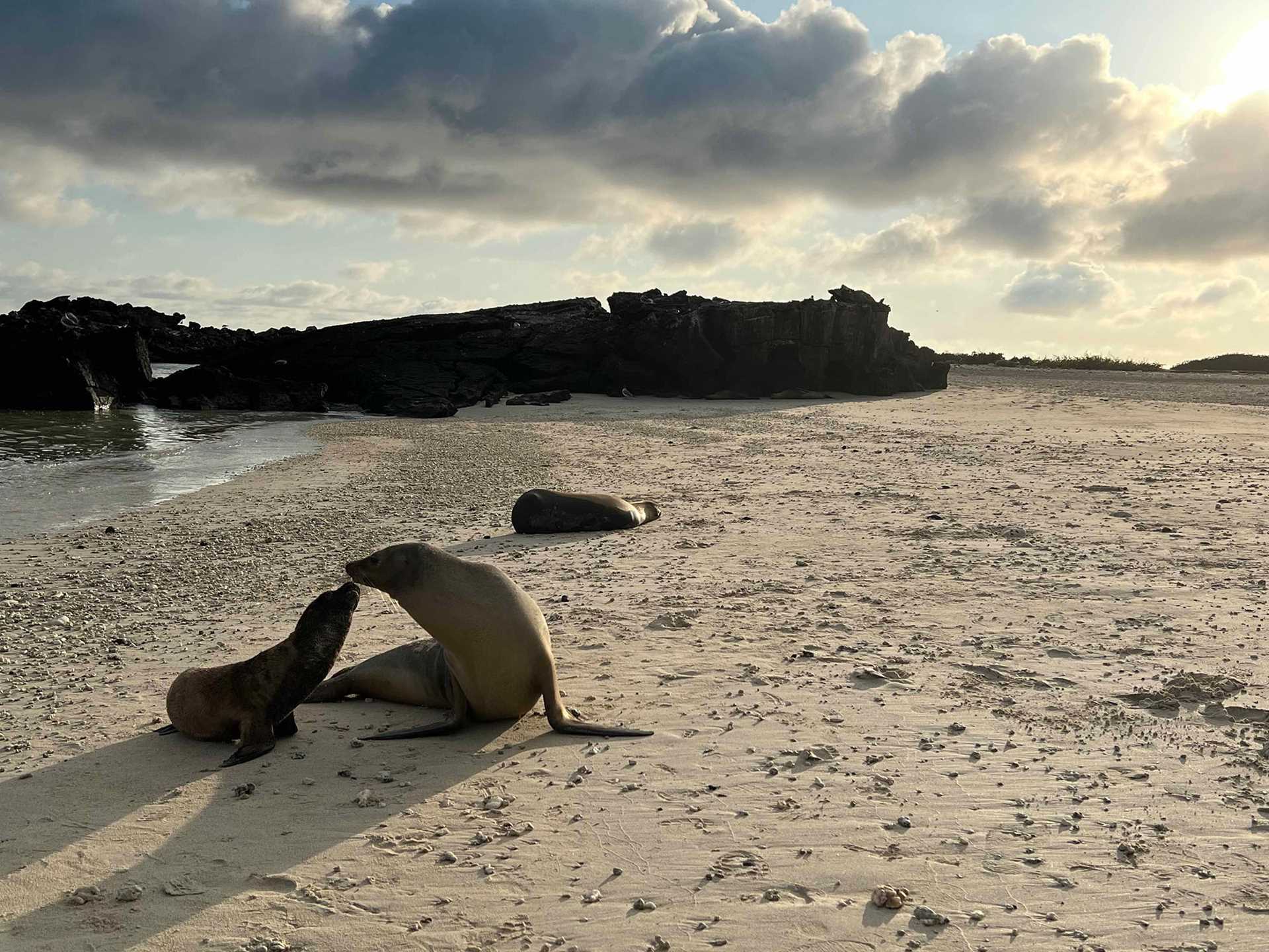 sea lions on the beach