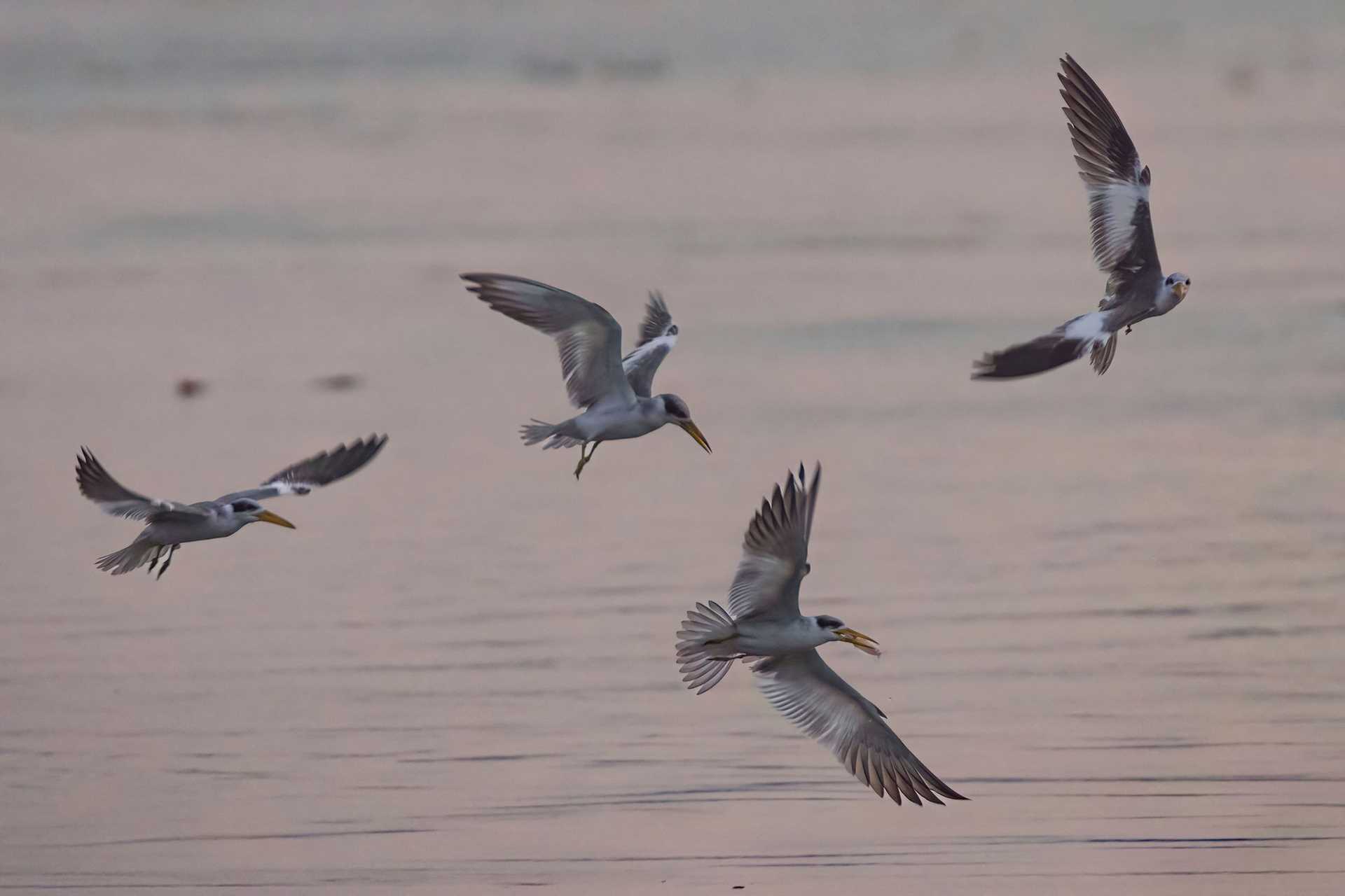 four gray birds in flight