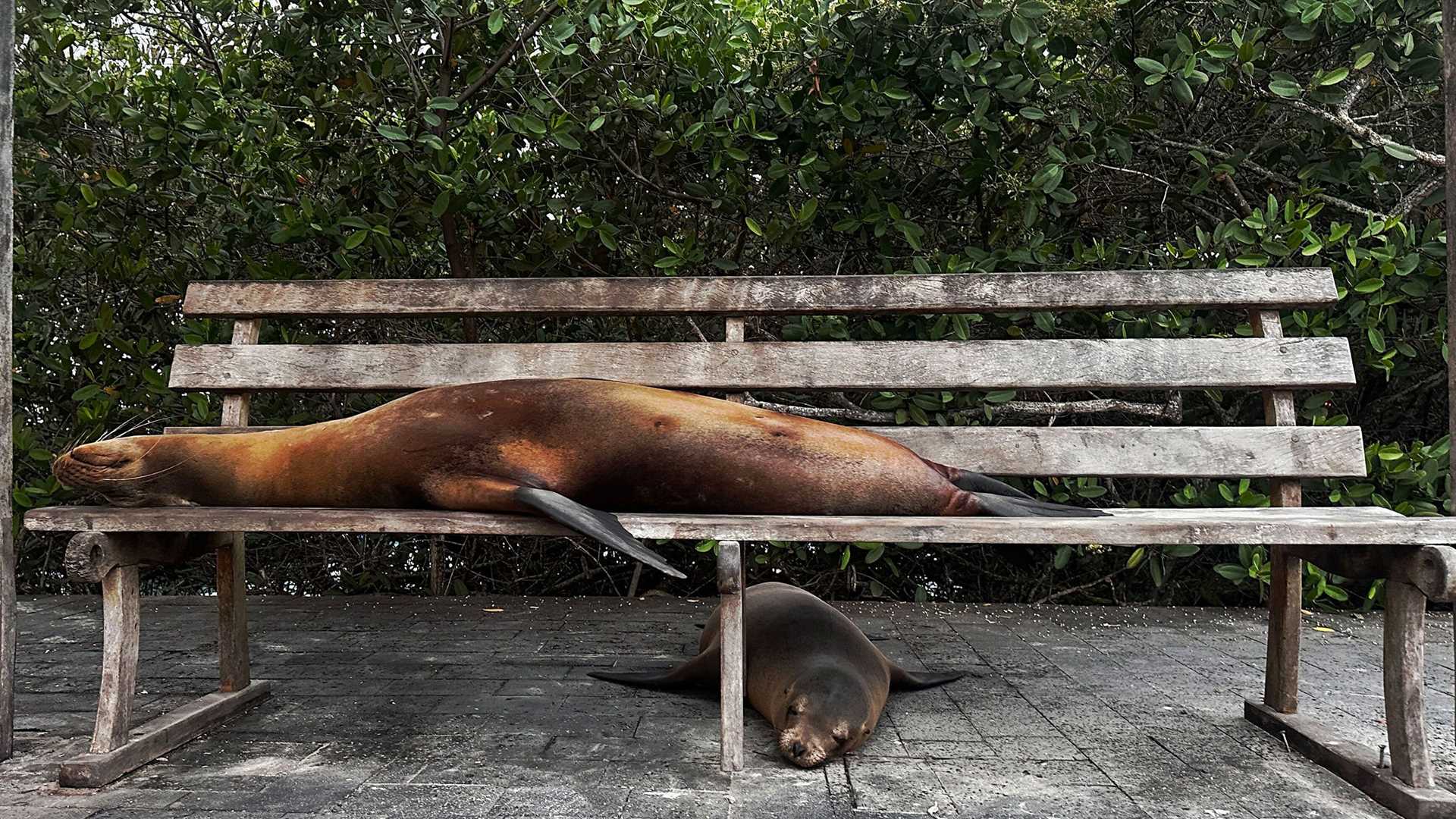 sea lions napping on a bench