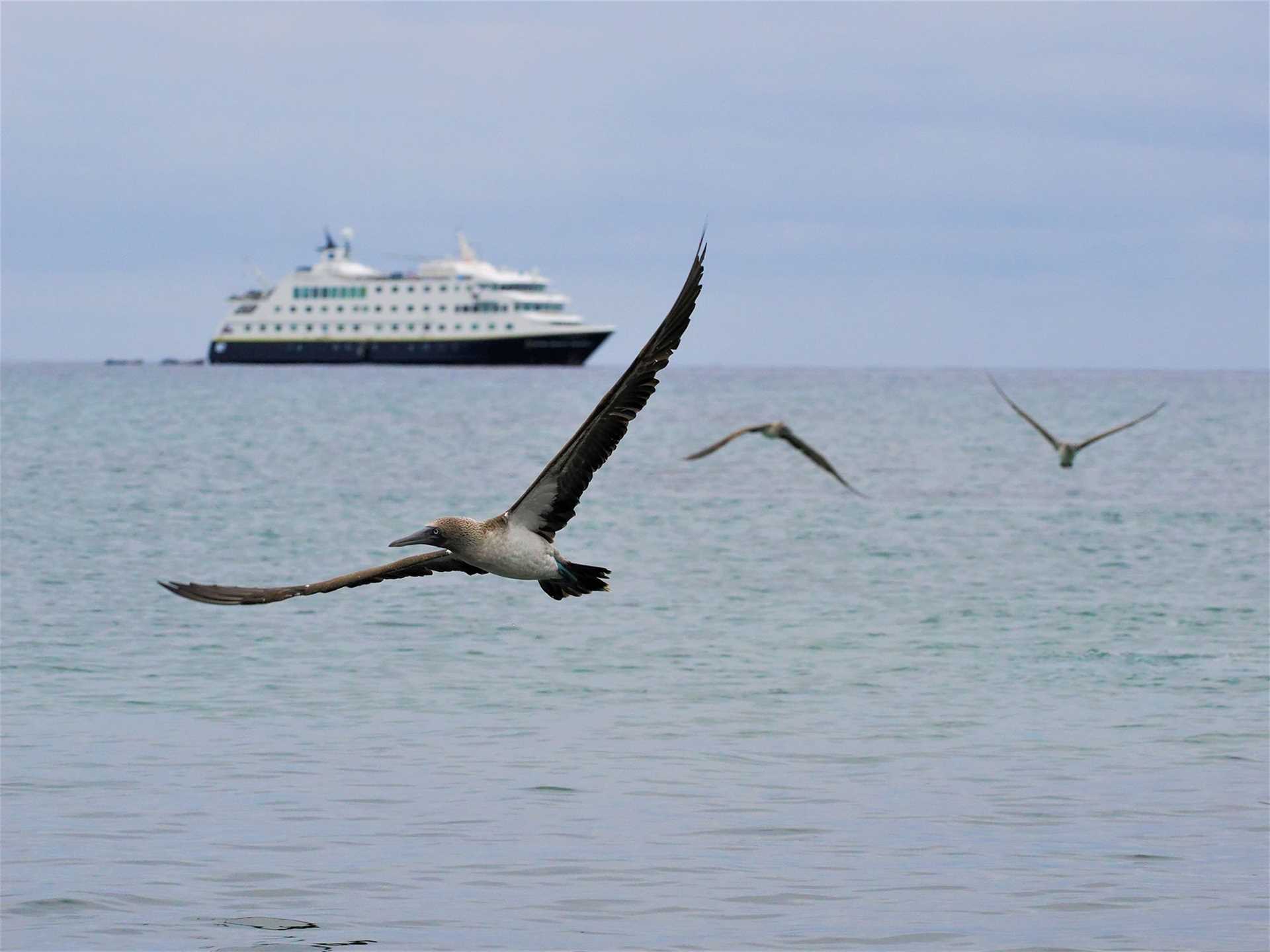 blue-footed boobies flying in front of national geographic endeavour ii