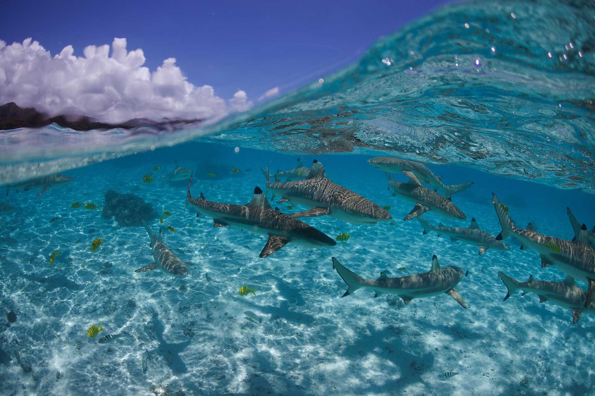 several sharks underneath the surface of water