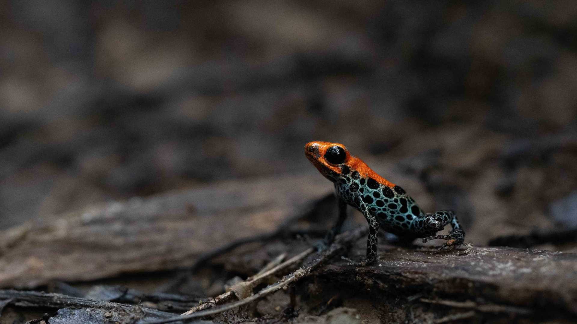 colorful poison dart frog