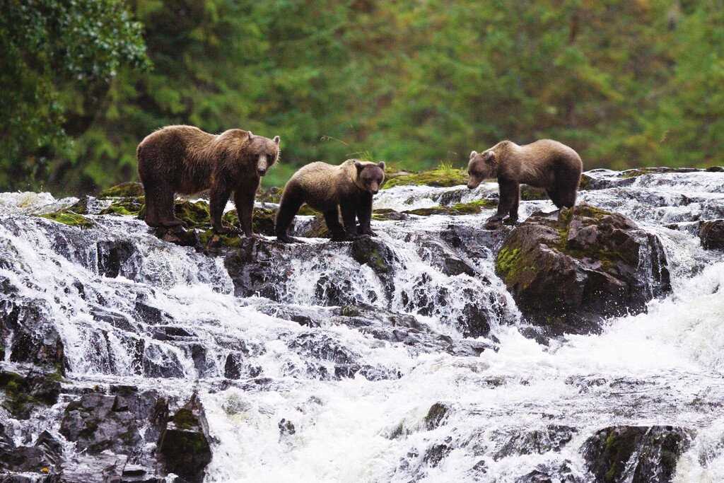 Medium RGB-LEX-US Alaska Chicagof Island AK264.jpg