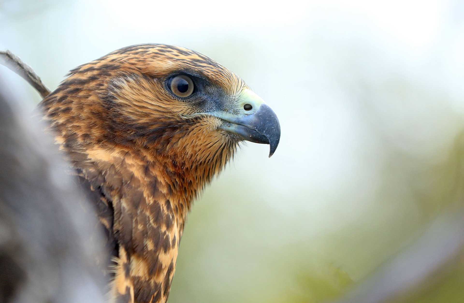 Galapagos hawk