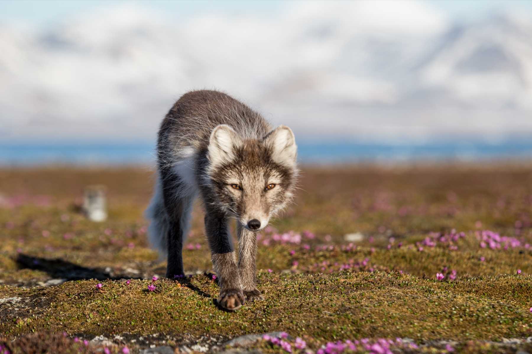 Arctic Fox Summer Coat.jpg