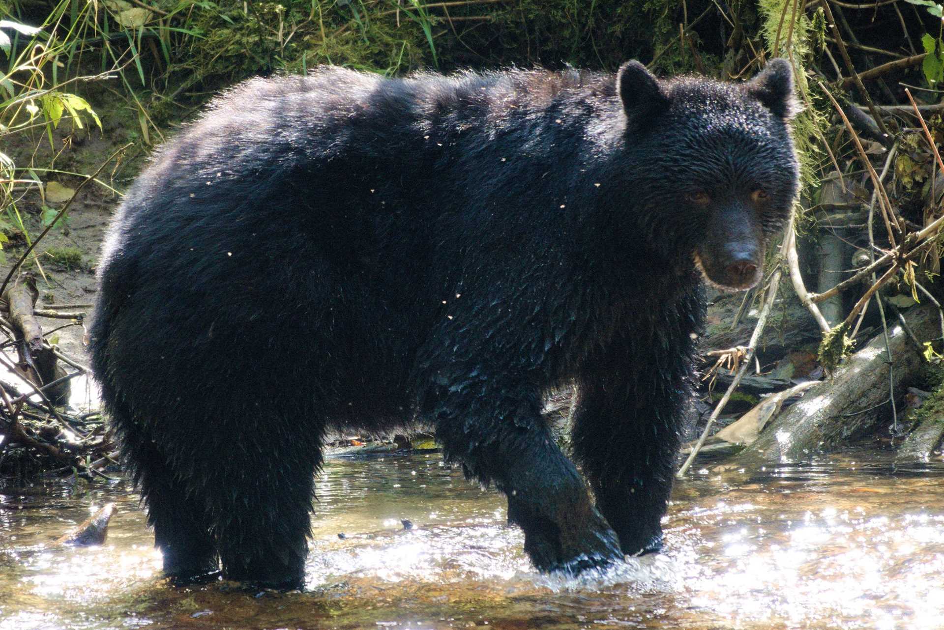 a black bear in water